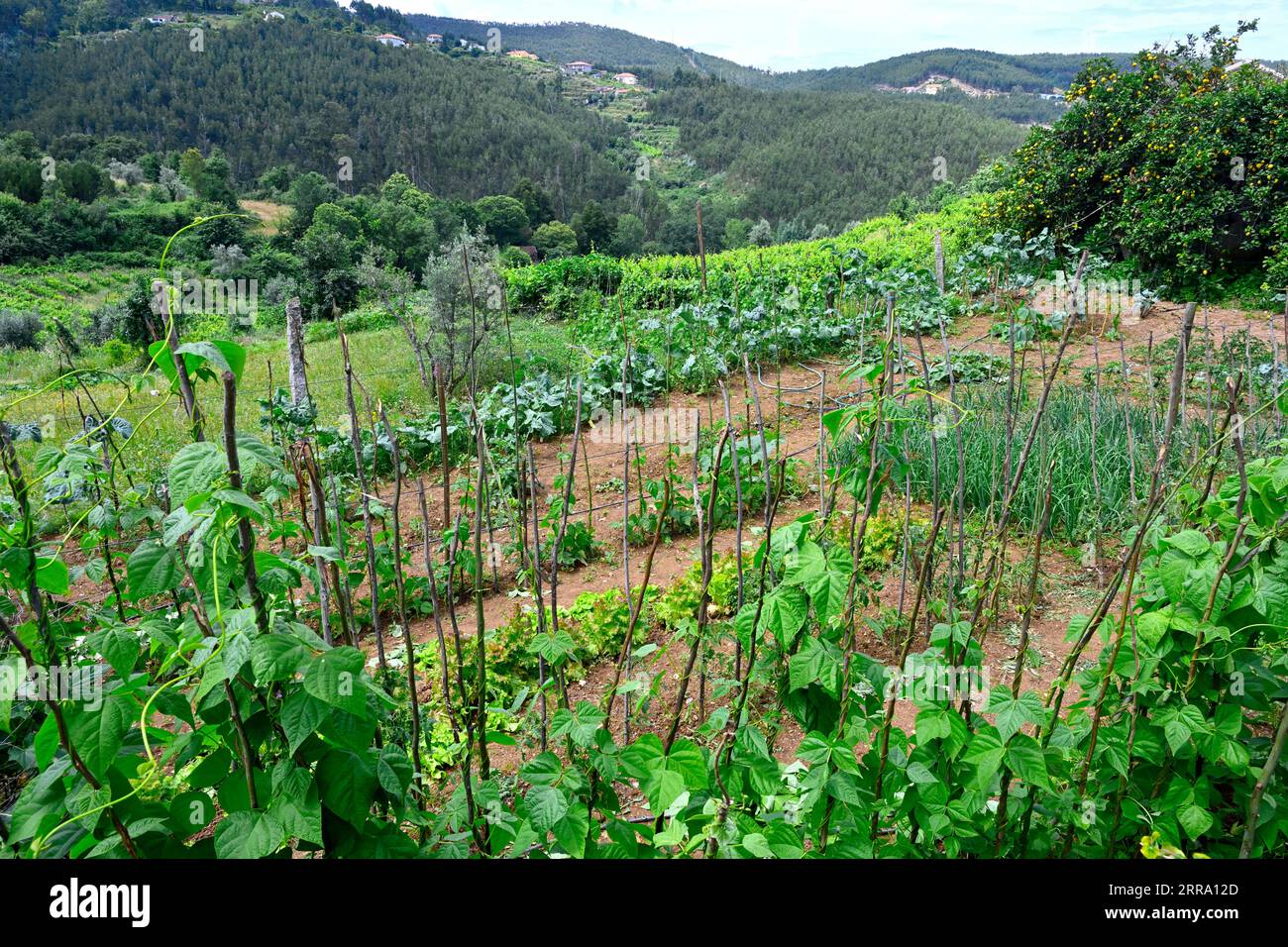 Jardin rural domestique cultivant des fruits et légumes avec des forêts, des montagnes derrière, Portugal, Banque D'Images