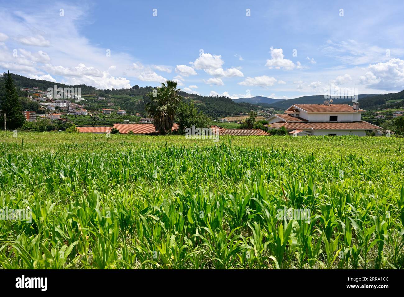 Maze plantes poussant dans le champ avec ferme avec vue sur les montagnes du district, nord du Portugal Banque D'Images