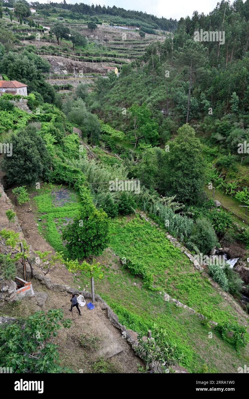 Paysage avec maison et terrasses le long de la vallée de la rivière Sardoura qui se jette dans le fleuve Douro Banque D'Images