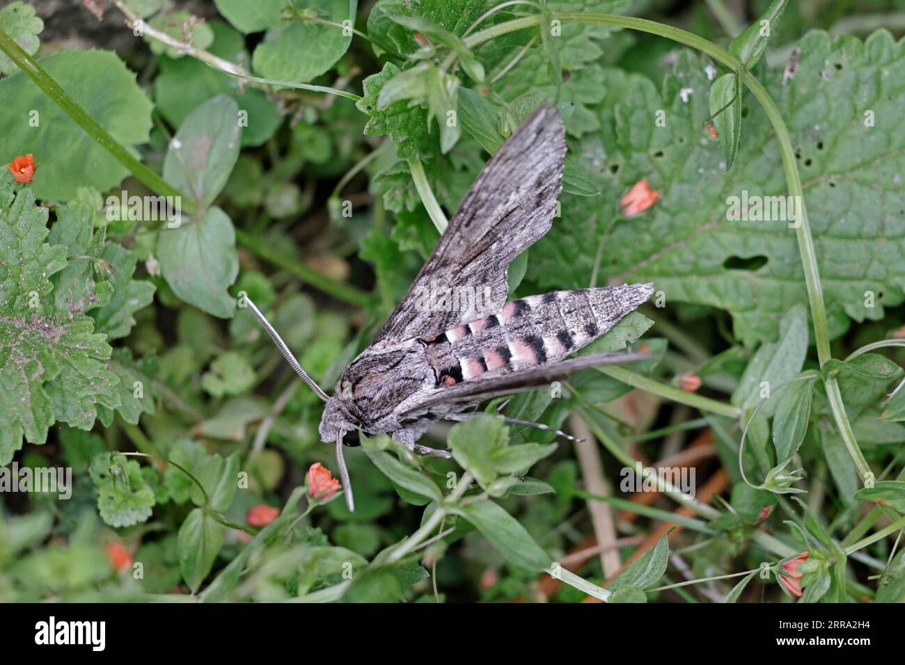 Convolvulus hawkmoth sur Skokholm Pembrokeshire wales Banque D'Images