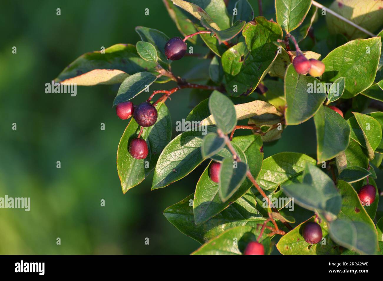 Cotoneaster - arbuste à feuilles caduques ornementales avec des baies, utilisé dans un aménagement paysager Banque D'Images