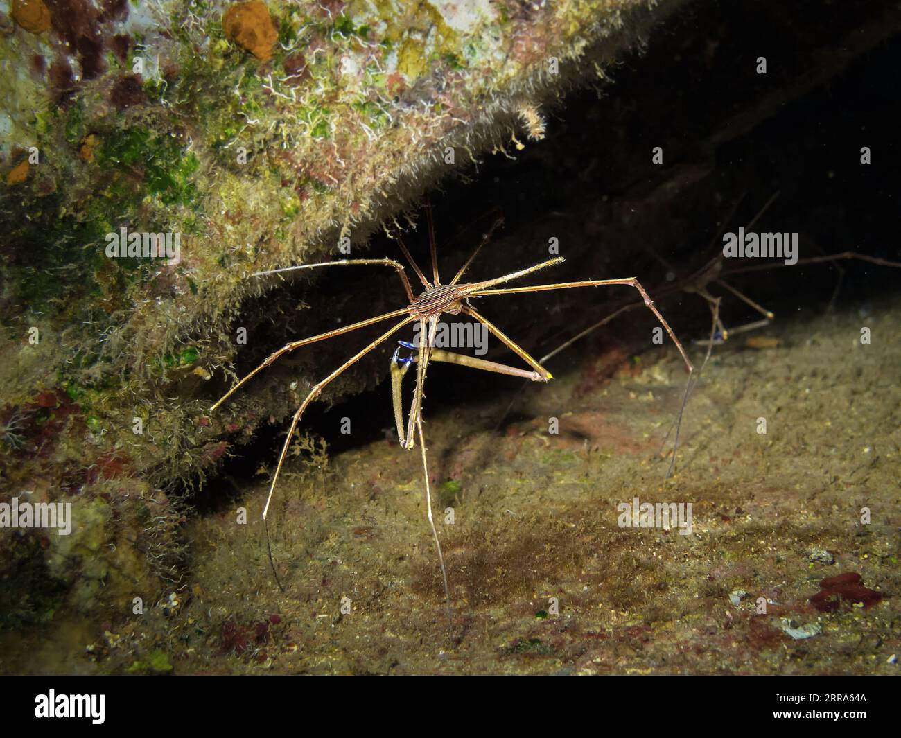 Grand Cayman, Îles Caïmans. 27 janvier 2014. Un crabe jaune (Stenorhynchus seticornis) s'abrite dans une crevasse du récif artificiel USS Kittiwake. Cette espèce est remarquable pour ses griffes bleu vif et peut être trouvée dans tout l'océan Atlantique Ouest tropical et la mer des Caraïbes. (Image de crédit : © Allison Bailey/SOPA Images via ZUMA Press Wire) USAGE ÉDITORIAL SEULEMENT! Non destiné à UN USAGE commercial ! Banque D'Images