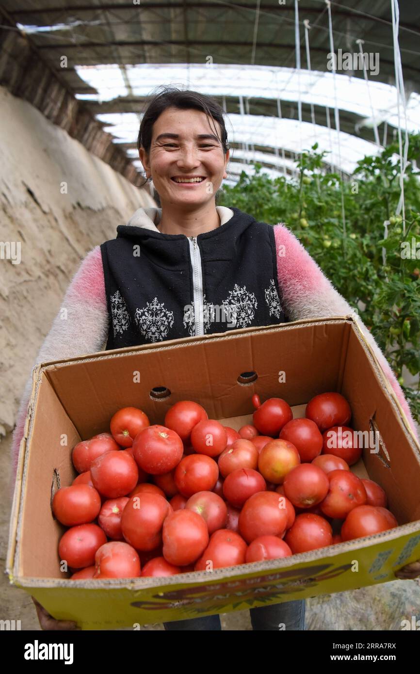 210720 -- URUMQI, le 20 juillet 2021 -- Un planteur montre des tomates qui viennent d être récoltées dans une base agricole construite avec le soutien de Shanghai de l est de la Chine, dans le comté de Yarkant, dans la région autonome ouïgour du Xinjiang, au nord-ouest de la Chine, le 18 mars 2020. Xinhua Headlines : la Chine met en commun des ressources pour aider le Xinjiang à atteindre une prospérité modérée DingxLei PUBLICATIONxNOTxINxCHN Banque D'Images