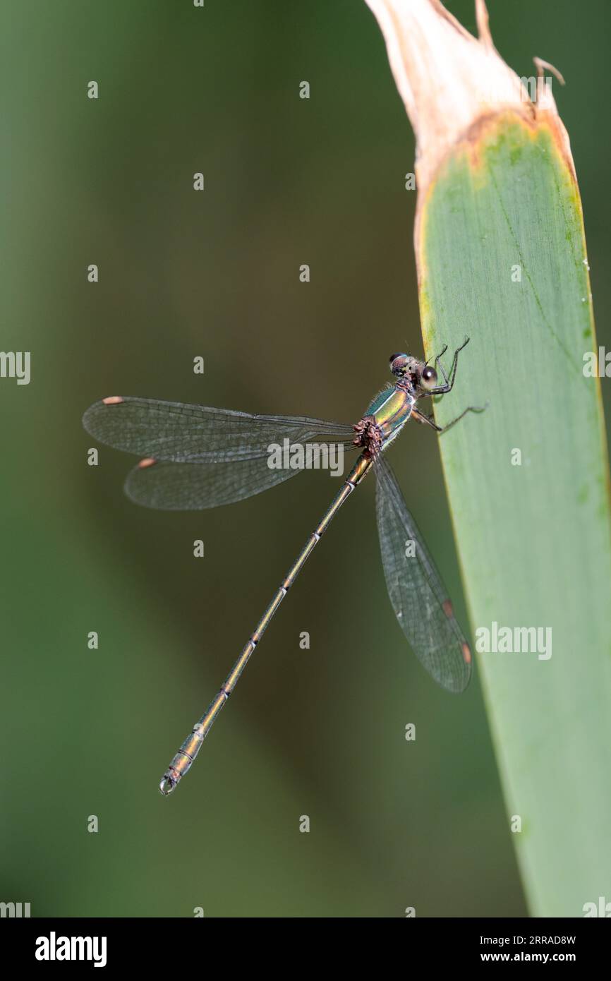 Damselfly émeraude Lestes sponsa, vert métallique et brun corps brun aile taches bleu et bruns yeux perchés sur l'espace de copie de végétation d'étang Banque D'Images