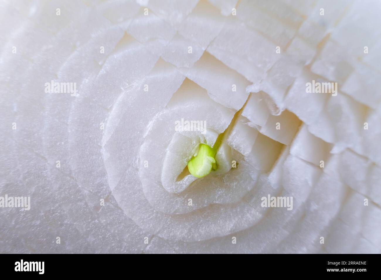 Couper l'oignon blanc avec la pousse verte poussant par le centre Banque D'Images
