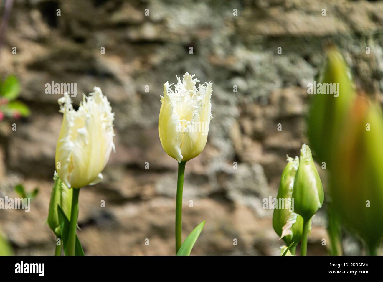 Une tulipe blanche frangée Banque D'Images