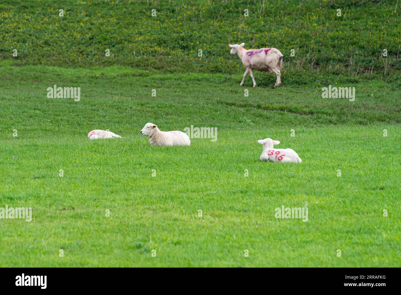 Agneaux et moutons dans un champ Banque D'Images