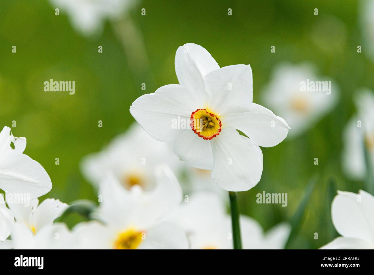 Jonquille d'oeil de faisan (Narcissus poeticus) Banque D'Images