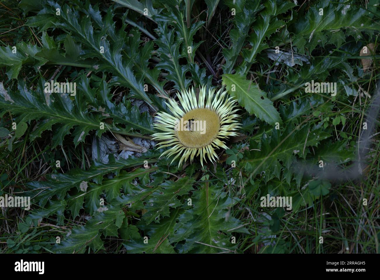 Stemless Carline Thistle (Carlina acaulis) Pyrénées Espagne ES août 2023 avec Garden Bumblebee (Bombus hortorum) Banque D'Images