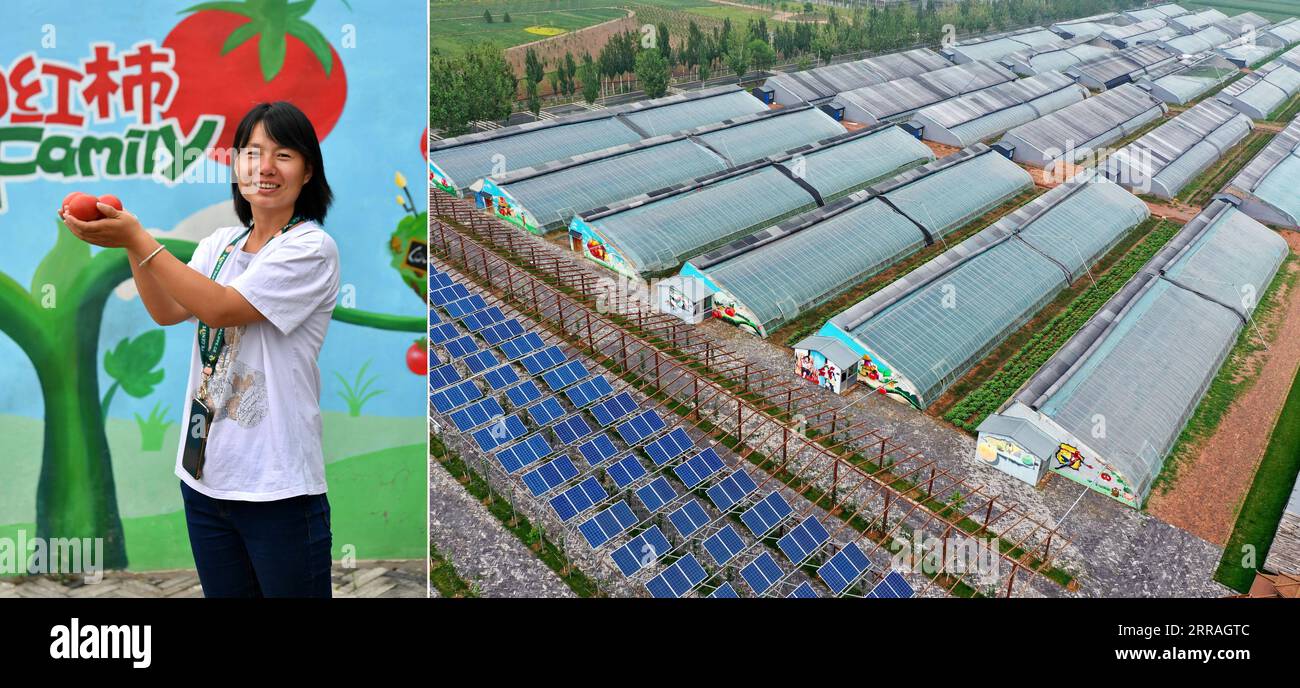 210731 -- TAIYUAN, 31 juillet 2021 -- sur cette photo combinée prise le 7 juillet 2021, la partie gauche montre long Qiaoling devant sa serre et la partie droite montre la vue aérienne de la serre de tomates dans le village de Liujiabao, Taiyuan, province du Shanxi dans le nord de la Chine. Longue Qiaoling, une femme au foyer, a commencé à planter des tomates dans sa ville natale dès le début de cette année. Elle a également invité une équipe de peinture professionnelle à peindre des images de dessins animés sur le mur extérieur de la serre, attirant les touristes pour les loisirs. Alors que la Chine annonçait sa victoire sur la pauvreté plus tôt cette année, de plus en plus de jeunes Chinois se lancent Banque D'Images