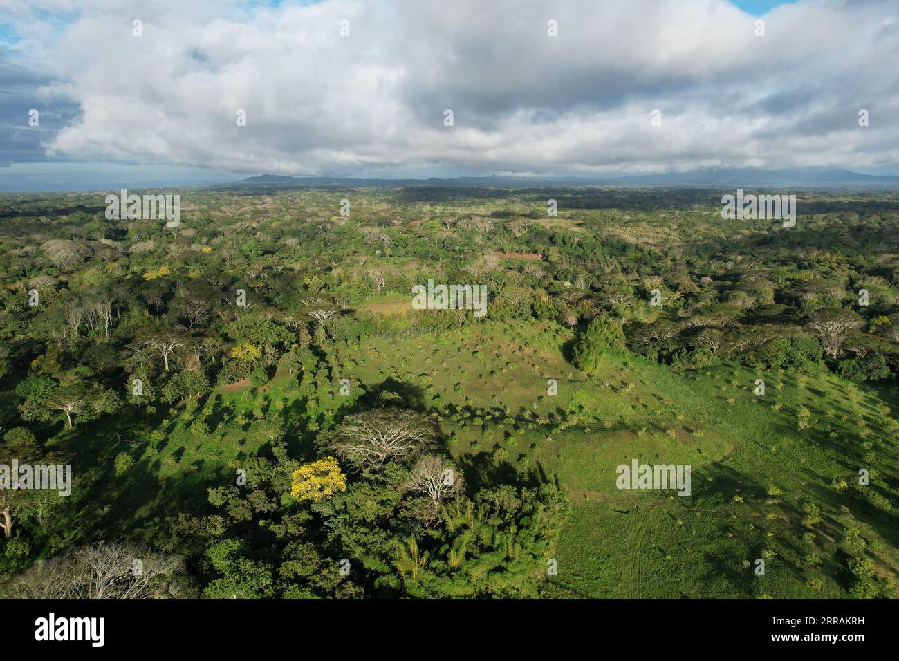 Paysage tropical vert avec avocat de ferme et vue aérienne de drone de mangue Banque D'Images Paysage tropical vert avec avocat de ferme et vue aérienne de drone de mangue Banque D'Images