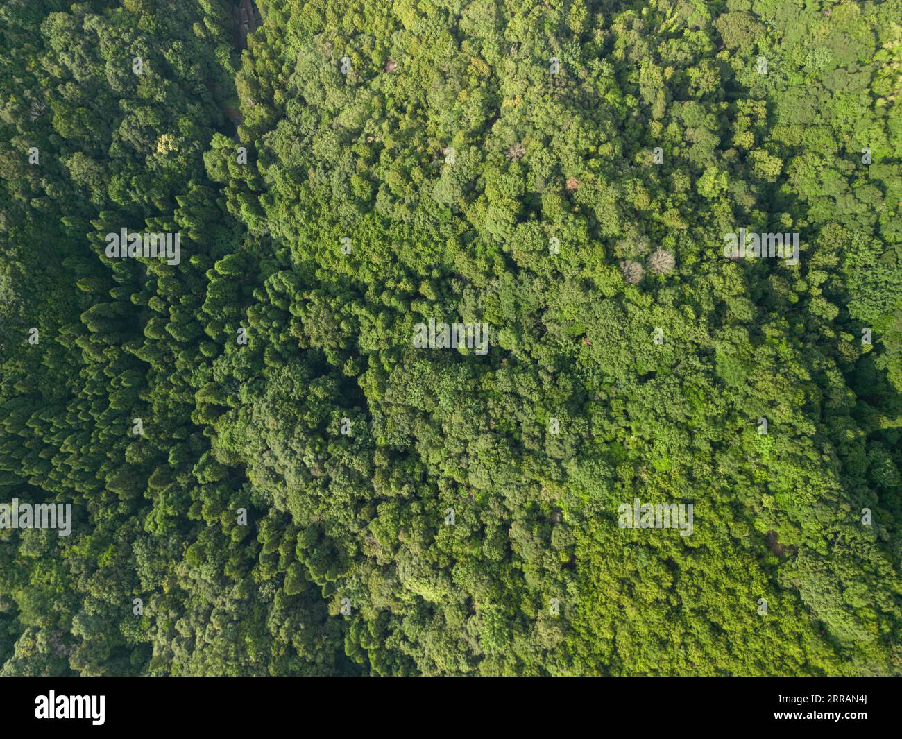 Vue abstraite des arbres d'en haut. Banque D'Images