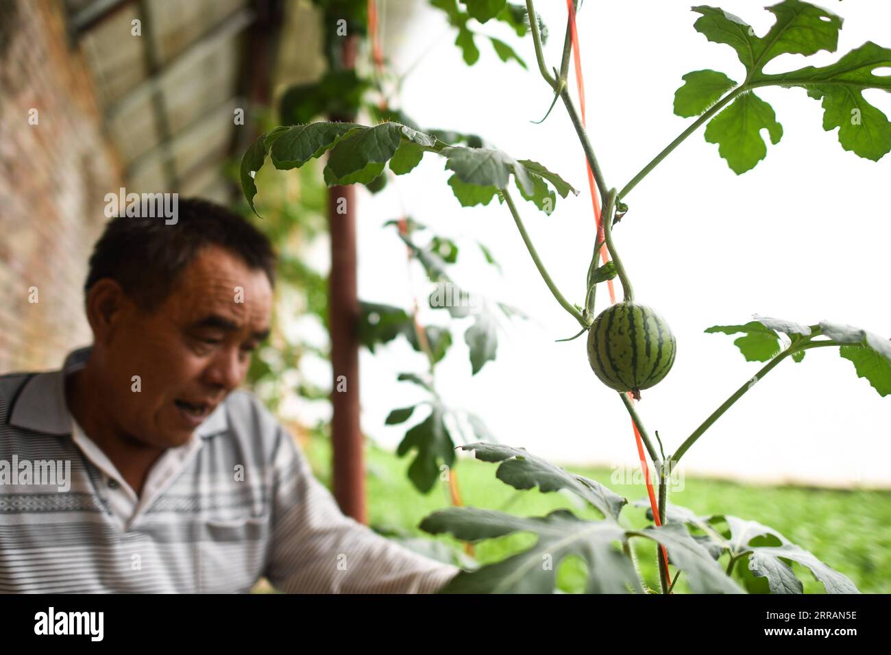 210809 -- YUSHU, 9 août 2021 -- Wei Jinming vérifie la croissance des pastèques dans sa plantation de légumes du village de Xinzhai, canton de Jiegu, préfecture autonome tibétaine de Yushu dans le nord-ouest de la Chine, province de Qinghai, 5 août 2021. Brocoli, poireaux, riz... Tous poussent dans leur haute saison dans la plantation de légumes de Wei Jinming au village de Xinzhai, près de 4 000 mètres au-dessus du niveau de la mer. Wei, originaire de la province du Henan en Chine centrale, a déménagé à Jiegu et a commencé sa plantation avec un morceau de terres agricoles sous contrat. Une pelle après l'autre, il y déplaçait des rochers et des sables, et les remplaçait par la nuit Banque D'Images