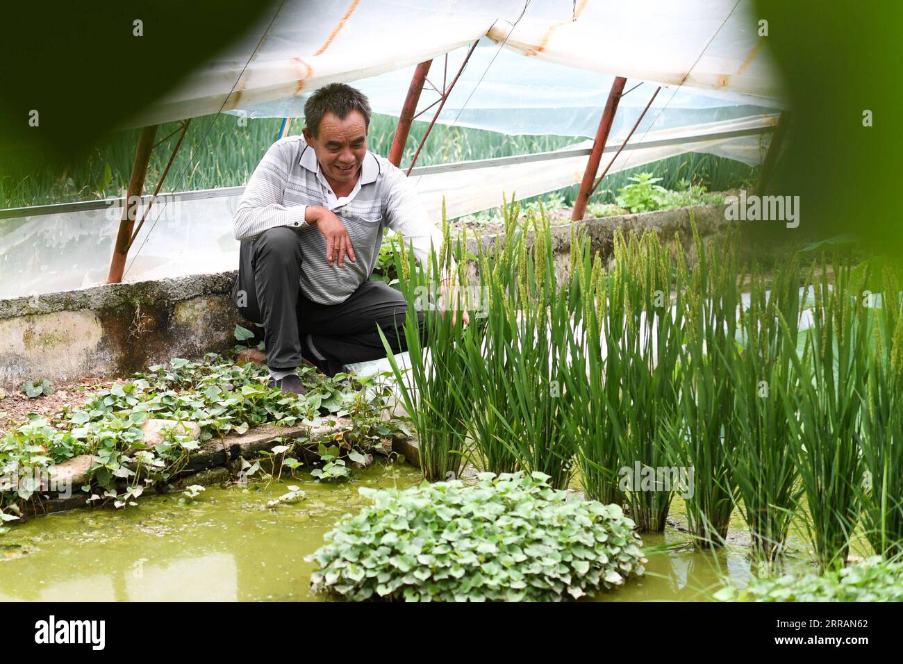 210809 -- YUSHU, 9 août 2021 -- Wei Jinming vérifie la croissance du riz dans sa plantation de légumes du village de Xinzhai, canton de Jiegu, préfecture autonome tibétaine de Yushu dans la province de Qinghai, au nord-ouest de la Chine, 5 août 2021. Brocoli, poireaux, riz... Tous poussent dans leur haute saison dans la plantation de légumes de Wei Jinming au village de Xinzhai, près de 4 000 mètres au-dessus du niveau de la mer. Wei, originaire de la province du Henan en Chine centrale, a déménagé à Jiegu et a commencé sa plantation avec un morceau de terres agricoles sous contrat. Une pelle après l'autre, il a déplacé des roches et des sables là, et remplacé par du sol de nuit an Banque D'Images