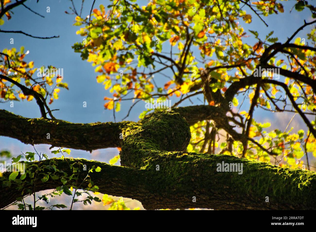 ramo di quercia coperto di muschio con le ultime foglie autunnali Banque D'Images