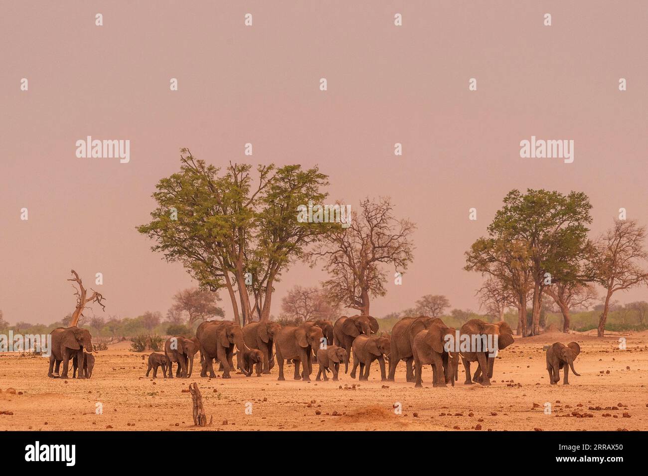 Un grand troupeau d'éléphants d'Afrique peut être vu au coucher du soleil dans le parc national de Hwange au Zimbabwe. Éléphant, Loxodonta africana, famille, troupeau, élevage Banque D'Images