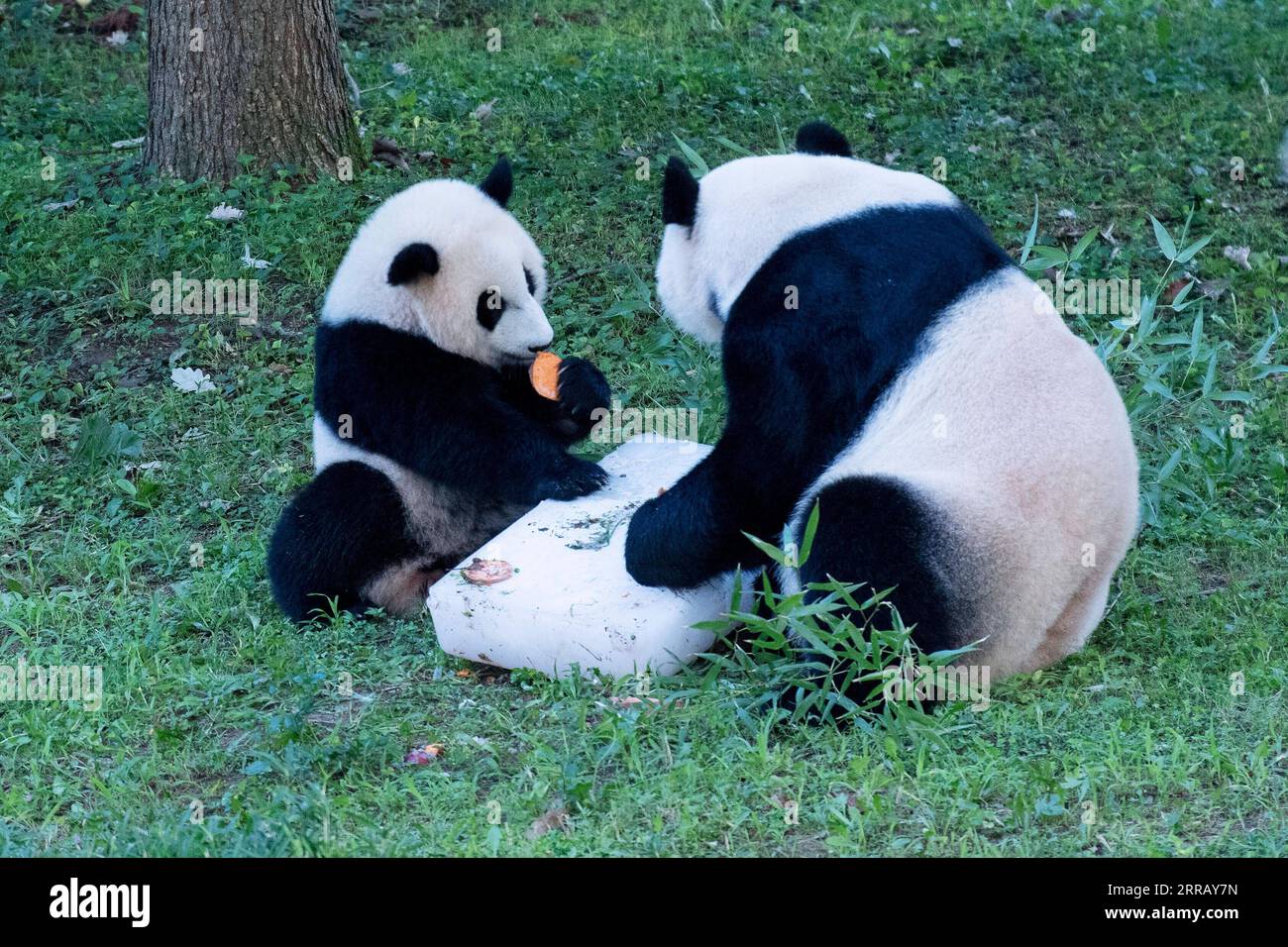 210821 -- WASHINGTON, D.C., 21 août 2021 -- le petit panda géant Xiao Qi Ji L déguste un gâteau de glace avec sa mère Mei Xiang au Smithsonian s National Zoo à Washington, D.C., États-Unis, le 21 août 2021. Xiao Qi Ji petit miracle, le petit panda géant né dans le zoo national de Washington, D.C., a tourné un samedi, et le zoo a organisé une grande fête d'anniversaire pour le petit cutie avec des gâteaux de glace et d'autres activités pour célébrer l'occasion avec ses fans avides venus pour une visite. ÉTATS-UNIS-WASHINGTON D.C.-ZOO-GÉANT PANDA CUB-ANNIVERSAIRE-CÉLÉBRATION LIUXJIE PUBLICATIONXNOTXINXCHN Banque D'Images