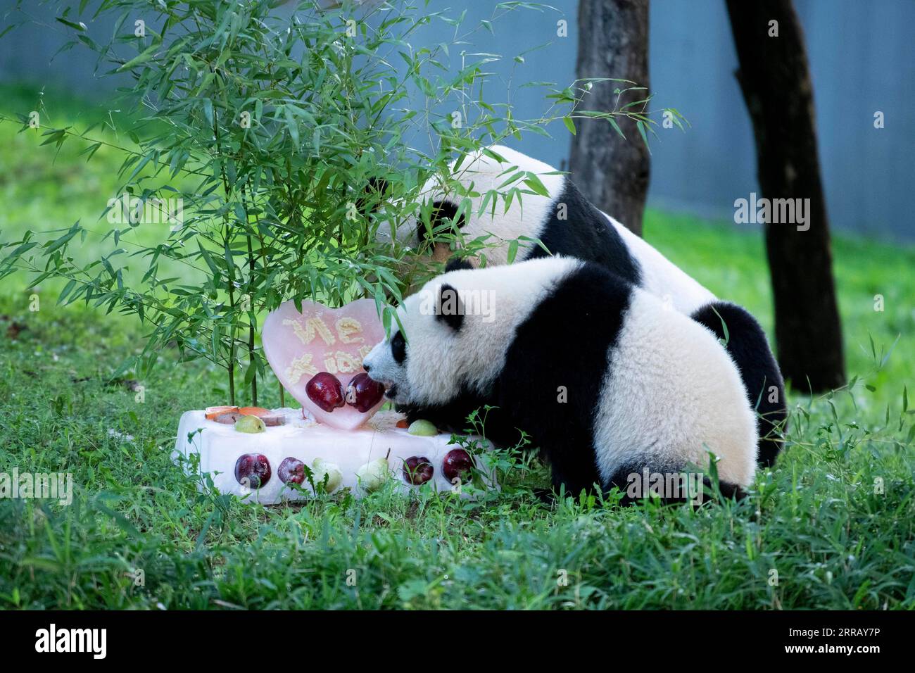 210821 -- WASHINGTON, D.C., 21 août 2021 -- le petit panda géant Xiao Qi Ji Front déguste un gâteau de glace avec sa mère Mei Xiang au zoo national Smithsonian à Washington, D.C., États-Unis, le 21 août 2021. Xiao Qi Ji petit miracle, le petit panda géant né dans le zoo national de Washington, D.C., a tourné un samedi, et le zoo a organisé une grande fête d'anniversaire pour le petit cutie avec des gâteaux de glace et d'autres activités pour célébrer l'occasion avec ses fans avides venus pour une visite. ÉTATS-UNIS-WASHINGTON D.C.-ZOO-GÉANT PANDA CUB-ANNIVERSAIRE-CÉLÉBRATION LIUXJIE PUBLICATIONXNOTXINXCHN Banque D'Images