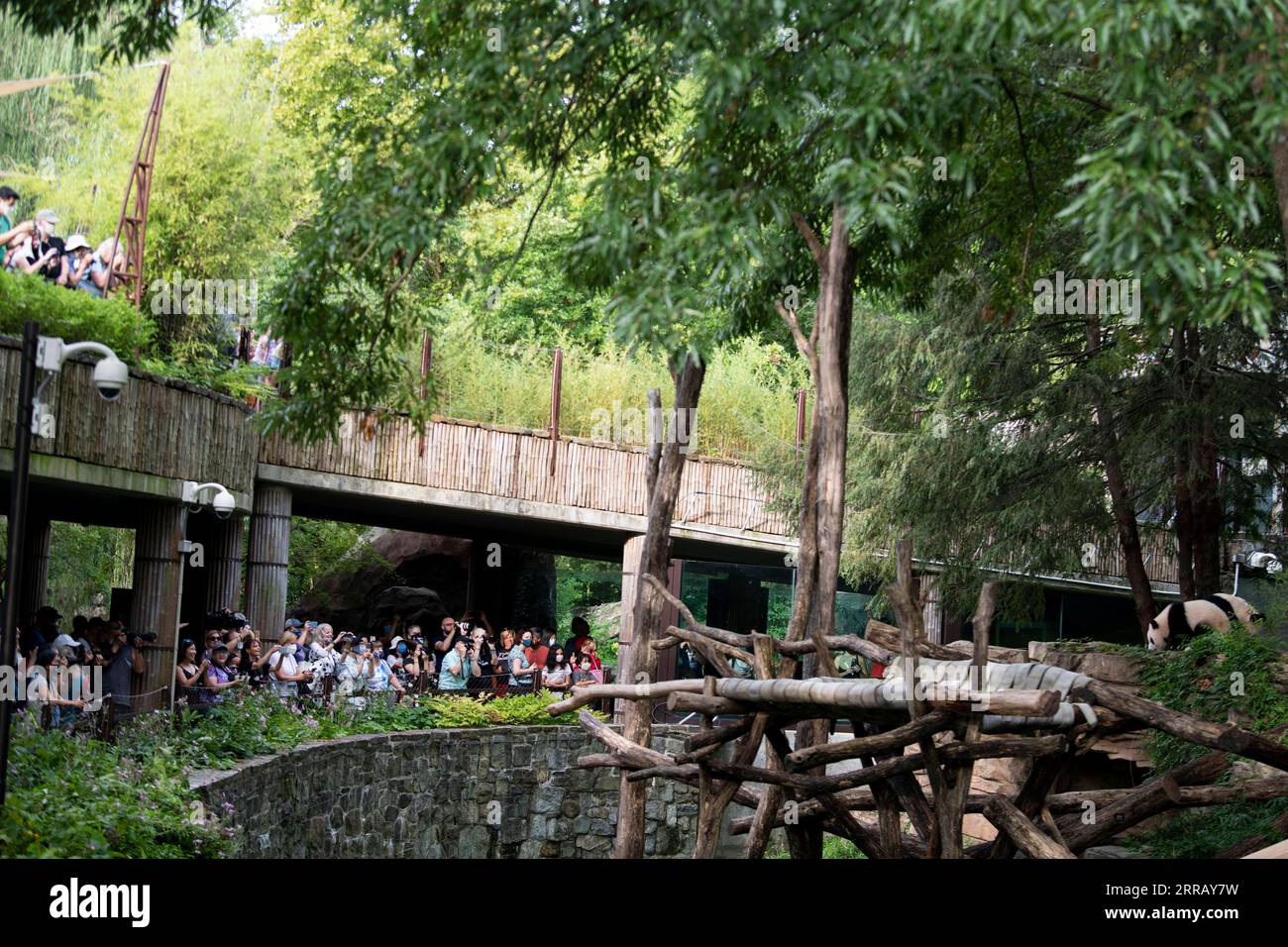210821 -- WASHINGTON, D.C., 21 août 2021 -- des touristes prennent des photos du petit panda géant Xiao Qi Ji au zoo national Smithsonian à Washington, D.C., États-Unis, le 21 août 2021. Xiao Qi Ji petit miracle, le petit panda géant né dans le zoo national de Washington, D.C., a tourné un samedi, et le zoo a organisé une grande fête d'anniversaire pour le petit cutie avec des gâteaux de glace et d'autres activités pour célébrer l'occasion avec ses fans avides venus pour une visite. ÉTATS-UNIS-WASHINGTON D.C.-ZOO-GÉANT PANDA CUB-ANNIVERSAIRE-CÉLÉBRATION LIUXJIE PUBLICATIONXNOTXINXCHN Banque D'Images