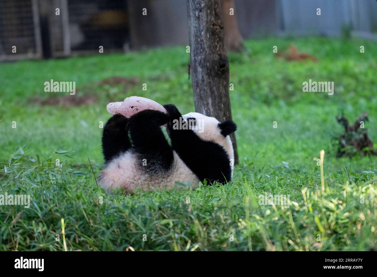 210821 -- WASHINGTON, D.C., 21 août 2021 -- le petit panda géant Xiao Qi Ji déguste un gâteau de glace au zoo national Smithsonian à Washington, D.C., États-Unis, le 21 août 2021. Xiao Qi Ji petit miracle, le petit panda géant né dans le zoo national de Washington, D.C., a tourné un samedi, et le zoo a organisé une grande fête d'anniversaire pour le petit cutie avec des gâteaux de glace et d'autres activités pour célébrer l'occasion avec ses fans avides venus pour une visite. ÉTATS-UNIS-WASHINGTON D.C.-ZOO-GÉANT PANDA CUB-ANNIVERSAIRE-CÉLÉBRATION LIUXJIE PUBLICATIONXNOTXINXCHN Banque D'Images