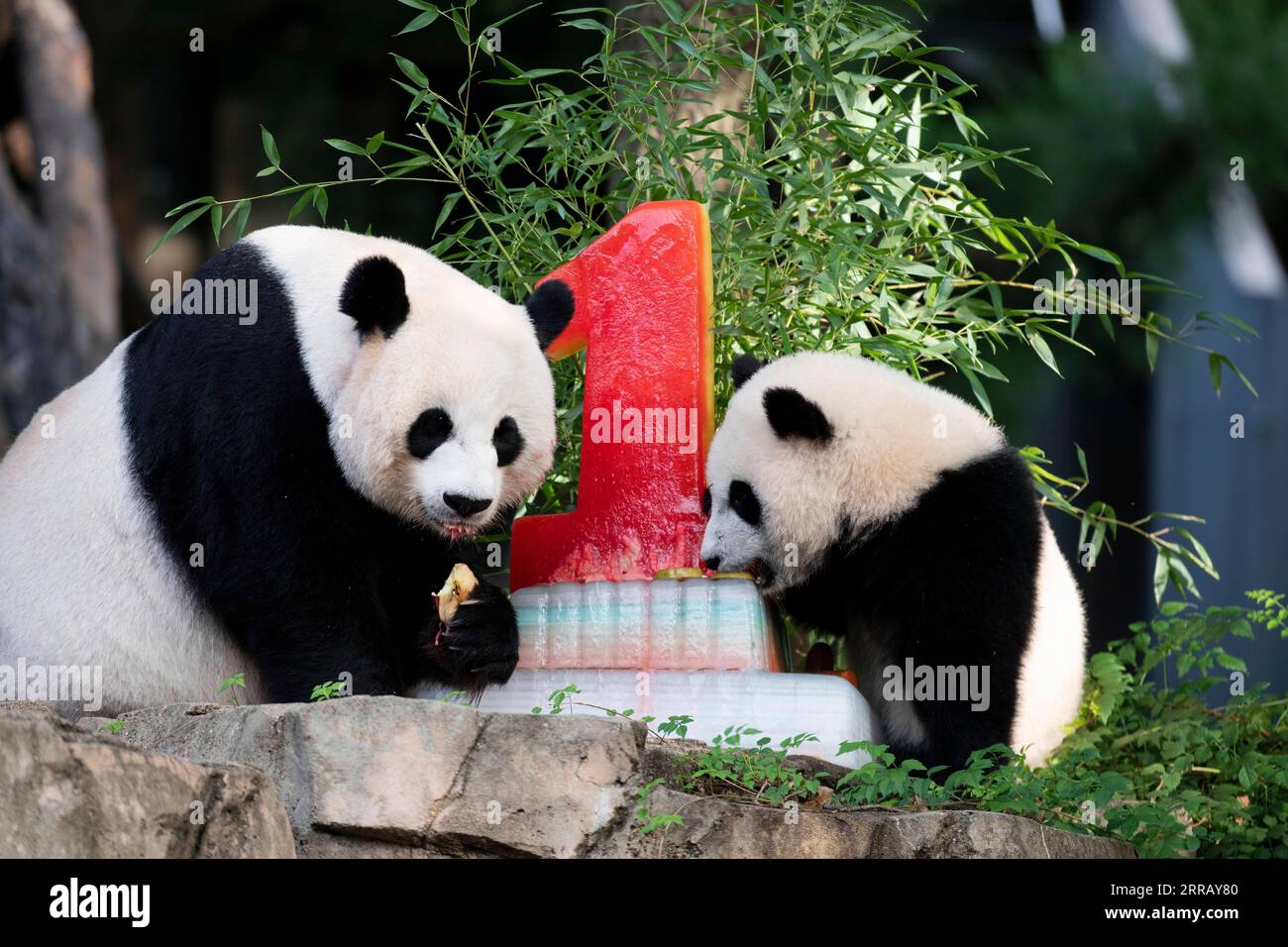 210821 -- WASHINGTON, D.C., 21 août 2021 -- le petit panda géant Xiao Qi Ji R profite de son gâteau d'anniversaire avec sa mère Mei Xiang au Smithsonian s National Zoo à Washington, D.C., États-Unis, le 21 août 2021. Xiao Qi Ji petit miracle, le petit panda géant né dans le zoo national de Washington, D.C., a tourné un samedi, et le zoo a organisé une grande fête d'anniversaire pour le petit cutie avec des gâteaux de glace et d'autres activités pour célébrer l'occasion avec ses fans avides venus pour une visite. ÉTATS-UNIS-WASHINGTON D.C.-ZOO-GÉANT PANDA CUB-ANNIVERSAIRE-CÉLÉBRATION LIUXJIE PUBLICATIONXNOTXINXCHN Banque D'Images