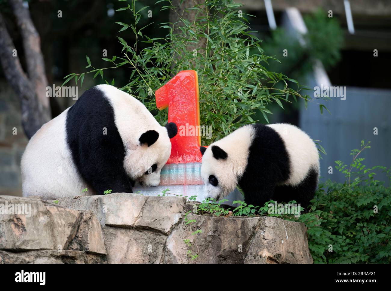 210821 -- WASHINGTON, D.C., 21 août 2021 -- le petit panda géant Xiao Qi Ji R profite de son gâteau d'anniversaire avec sa mère Mei Xiang au Smithsonian s National Zoo à Washington, D.C., États-Unis, le 21 août 2021. Xiao Qi Ji petit miracle, le petit panda géant né dans le zoo national de Washington, D.C., a tourné un samedi, et le zoo a organisé une grande fête d'anniversaire pour le petit cutie avec des gâteaux de glace et d'autres activités pour célébrer l'occasion avec ses fans avides venus pour une visite. ÉTATS-UNIS-WASHINGTON D.C.-ZOO-GÉANT PANDA CUB-ANNIVERSAIRE-CÉLÉBRATION LIUXJIE PUBLICATIONXNOTXINXCHN Banque D'Images