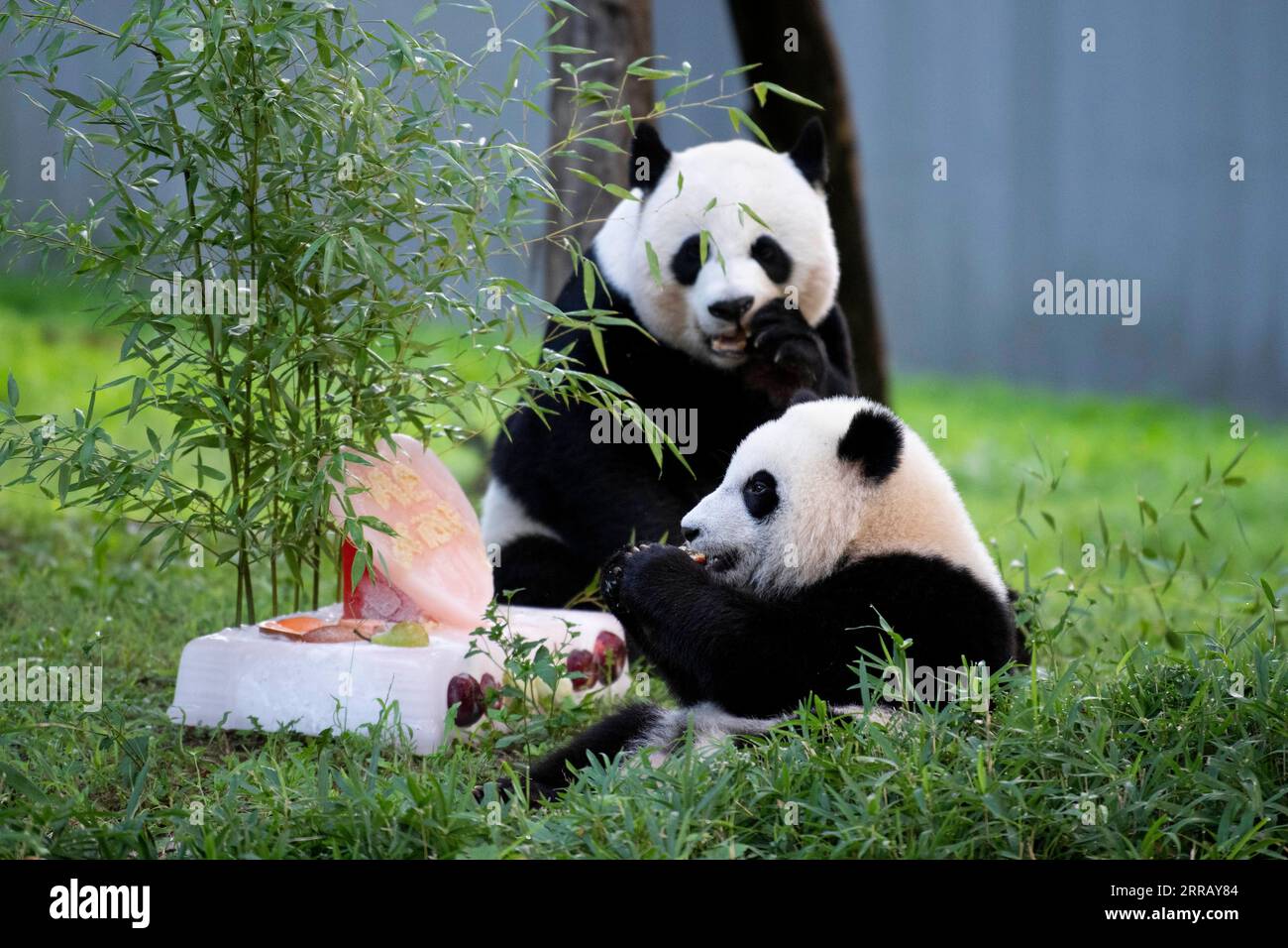 210821 -- WASHINGTON, D.C., 21 août 2021 -- le petit panda géant Xiao Qi Ji Front déguste un gâteau de glace avec sa mère Mei Xiang au zoo national Smithsonian à Washington, D.C., États-Unis, le 21 août 2021. Xiao Qi Ji petit miracle, le petit panda géant né dans le zoo national de Washington, D.C., a tourné un samedi, et le zoo a organisé une grande fête d'anniversaire pour le petit cutie avec des gâteaux de glace et d'autres activités pour célébrer l'occasion avec ses fans avides venus pour une visite. ÉTATS-UNIS-WASHINGTON D.C.-ZOO-GÉANT PANDA CUB-ANNIVERSAIRE-CÉLÉBRATION LIUXJIE PUBLICATIONXNOTXINXCHN Banque D'Images