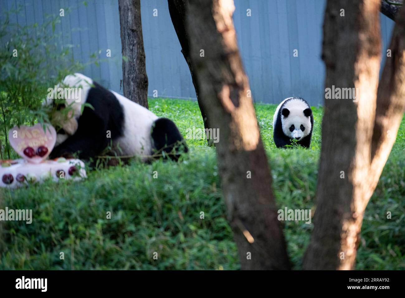 210821 -- WASHINGTON, D.C., 21 août 2021 -- le petit panda géant Xiao Qi Ji R est vu au zoo national Smithsonian à Washington, D.C., États-Unis, le 21 août 2021. Xiao Qi Ji petit miracle, le petit panda géant né dans le zoo national de Washington, D.C., a tourné un samedi, et le zoo a organisé une grande fête d'anniversaire pour le petit cutie avec des gâteaux de glace et d'autres activités pour célébrer l'occasion avec ses fans avides venus pour une visite. ÉTATS-UNIS-WASHINGTON D.C.-ZOO-GÉANT PANDA CUB-ANNIVERSAIRE-CÉLÉBRATION LIUXJIE PUBLICATIONXNOTXINXCHN Banque D'Images