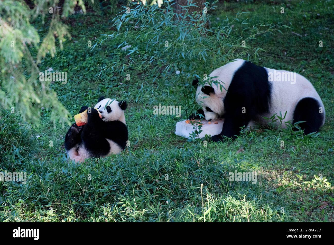 210821 -- WASHINGTON, D.C., 21 août 2021 -- le petit panda géant Xiao Qi Ji L déguste un gâteau de glace avec sa mère Mei Xiang au Smithsonian s National Zoo à Washington, D.C., États-Unis, le 21 août 2021. Xiao Qi Ji petit miracle, le petit panda géant né dans le zoo national de Washington, D.C., a tourné un samedi, et le zoo a organisé une grande fête d'anniversaire pour le petit cutie avec des gâteaux de glace et d'autres activités pour célébrer l'occasion avec ses fans avides venus pour une visite. ÉTATS-UNIS-WASHINGTON D.C.-ZOO-GÉANT PANDA CUB-ANNIVERSAIRE-CÉLÉBRATION LIUXJIE PUBLICATIONXNOTXINXCHN Banque D'Images