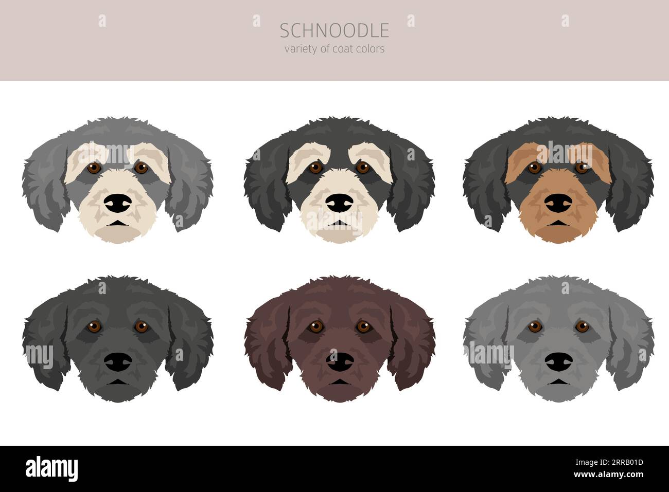 Schnoodle clipart. Mélange pour caniche Schnauzer. Ensemble de couleurs de manteau différentes. Illustration vectorielle Illustration de Vecteur