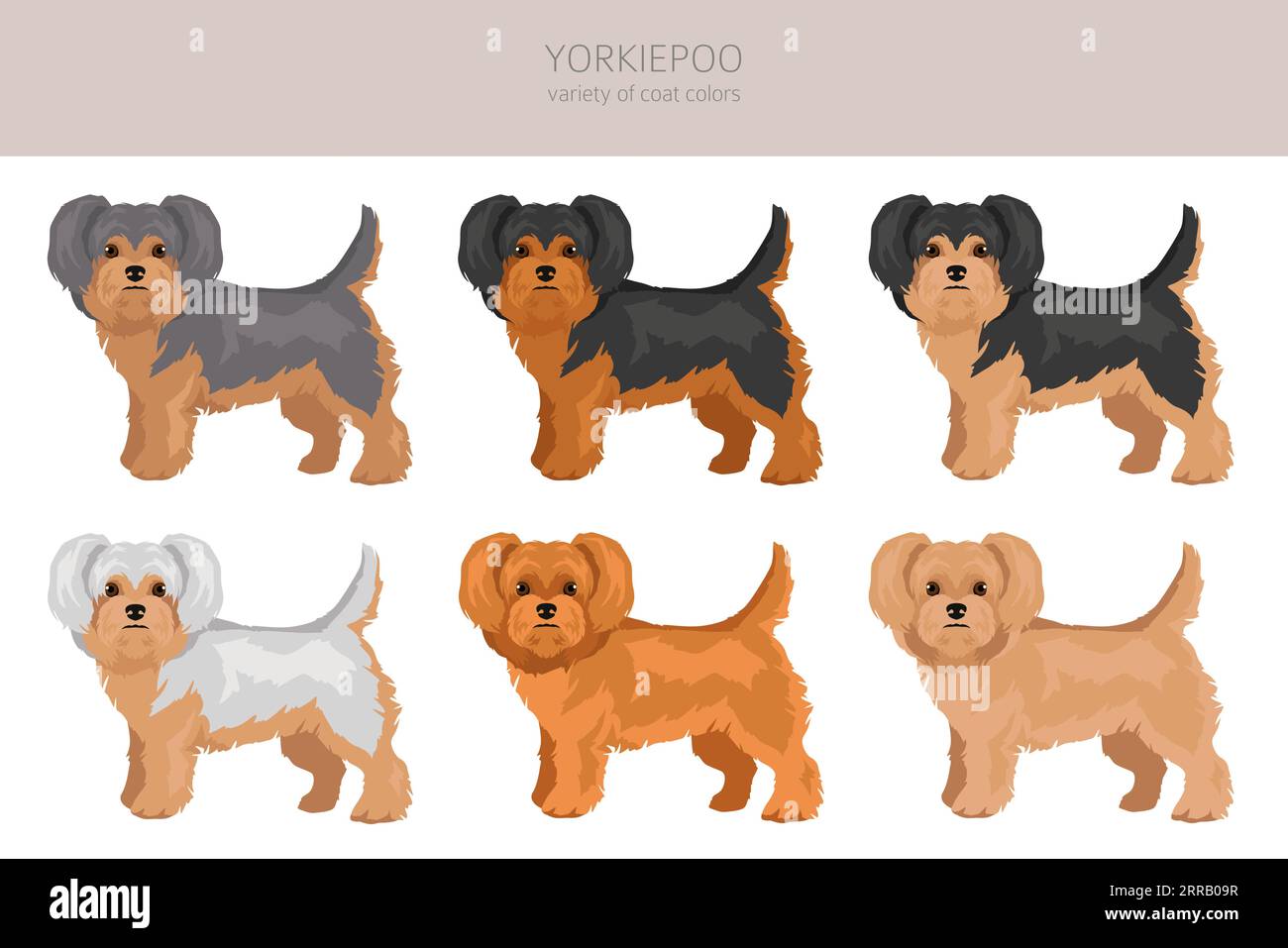 Yorkiepoo clipart. Yorkshire terrier caniche mix. Ensemble de couleurs de manteau différentes. Illustration vectorielle Illustration de Vecteur