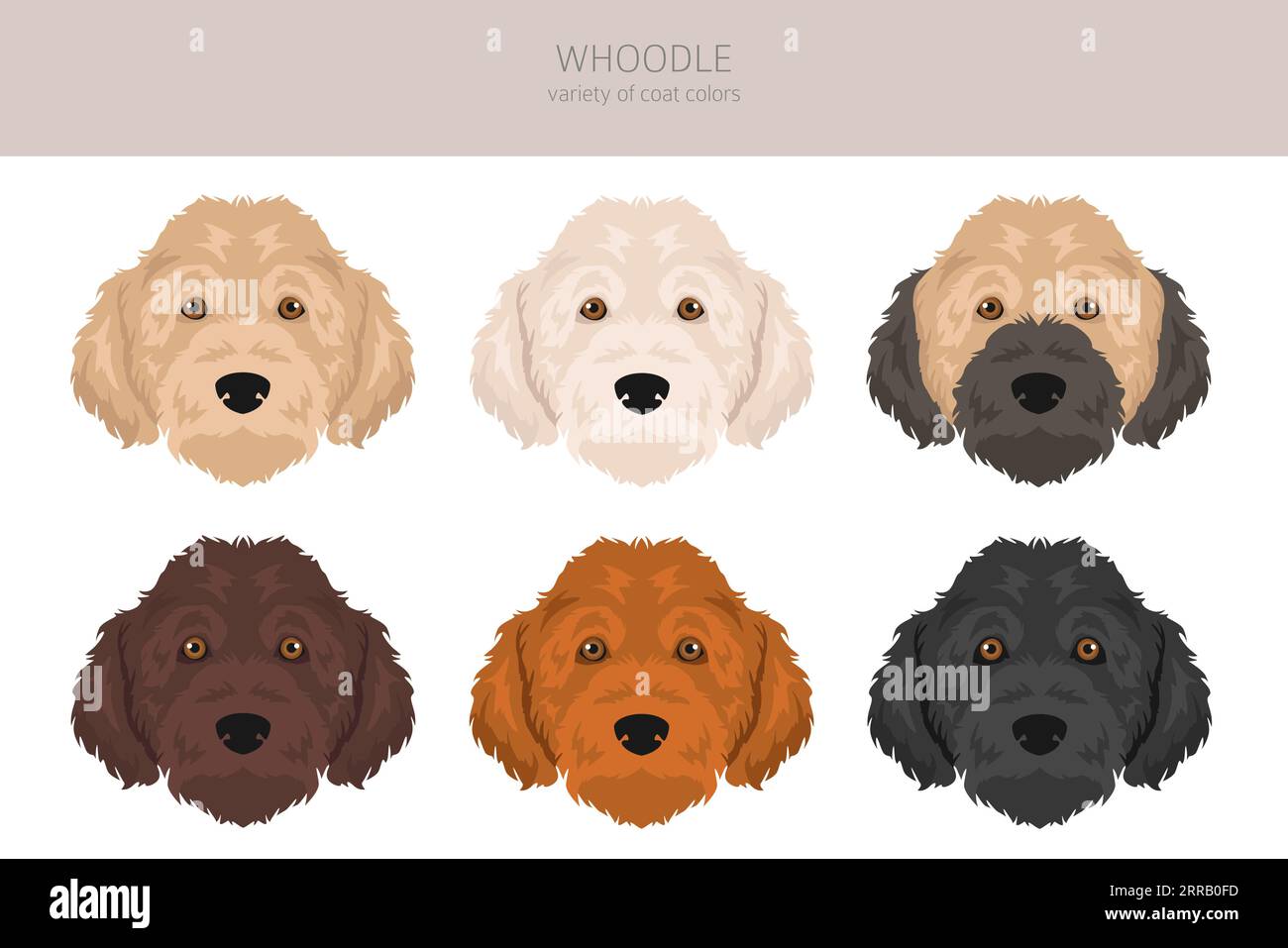 Whoodle clipart. Mélange pour caniche Wheaten terrier. Ensemble de couleurs de manteau différentes. Illustration vectorielle Illustration de Vecteur