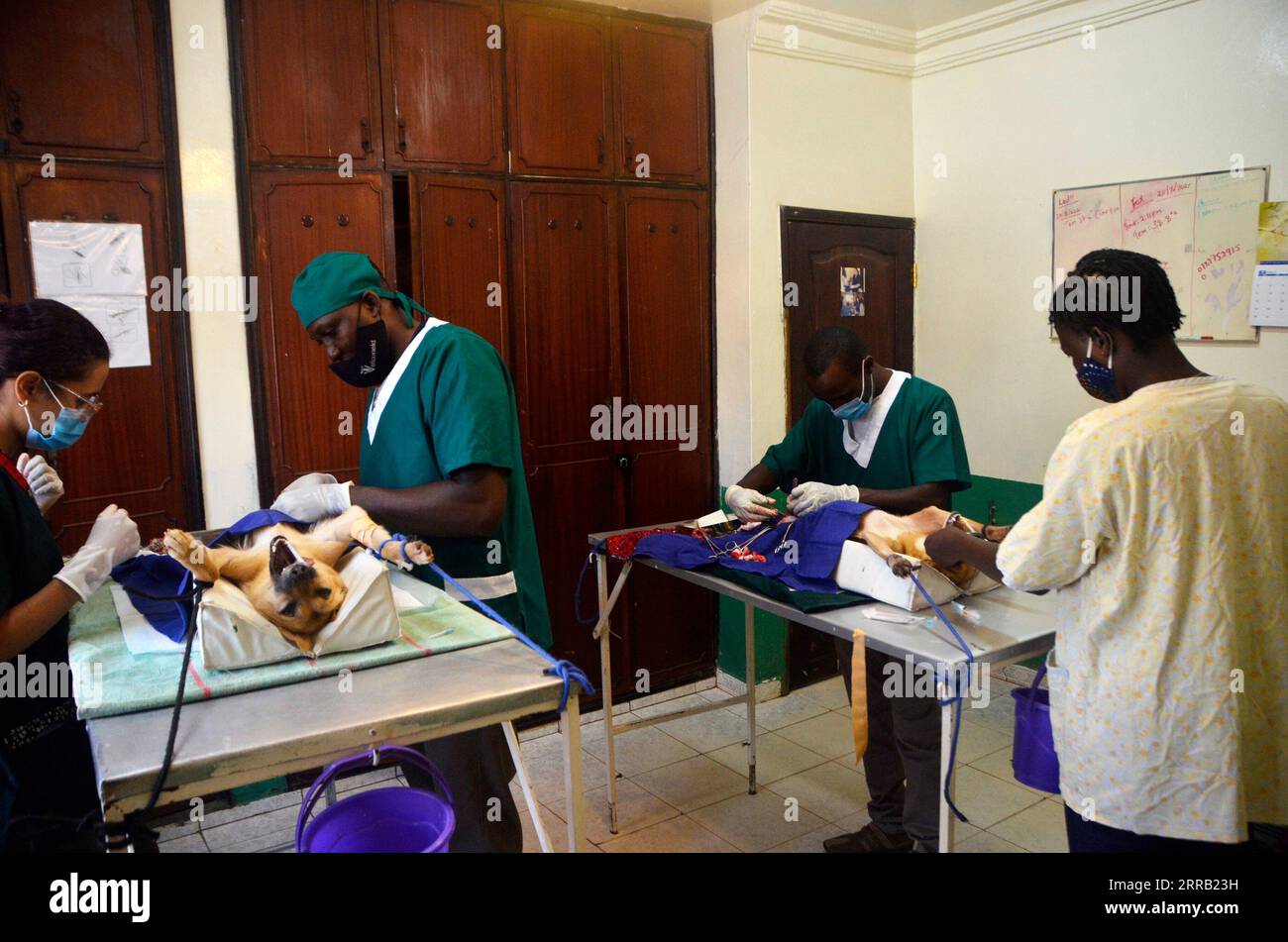 210826 -- KAMPALA, 26 août 2021 -- des agents de santé travaillent dans une salle de chirurgie animale à Kampala, capitale de l'Ouganda, le 25 août 2021. À SUIVRE : un activiste ougandais continue de prendre soin des animaux abandonnés pendant la pandémie de COVID-19 photo par /Xinhua UGANDA-KAMPALA-JOURNÉE INTERNATIONALE DES CHIENS NicholasxKajoba PUBLICATIONxNOTxINxCHN Banque D'Images