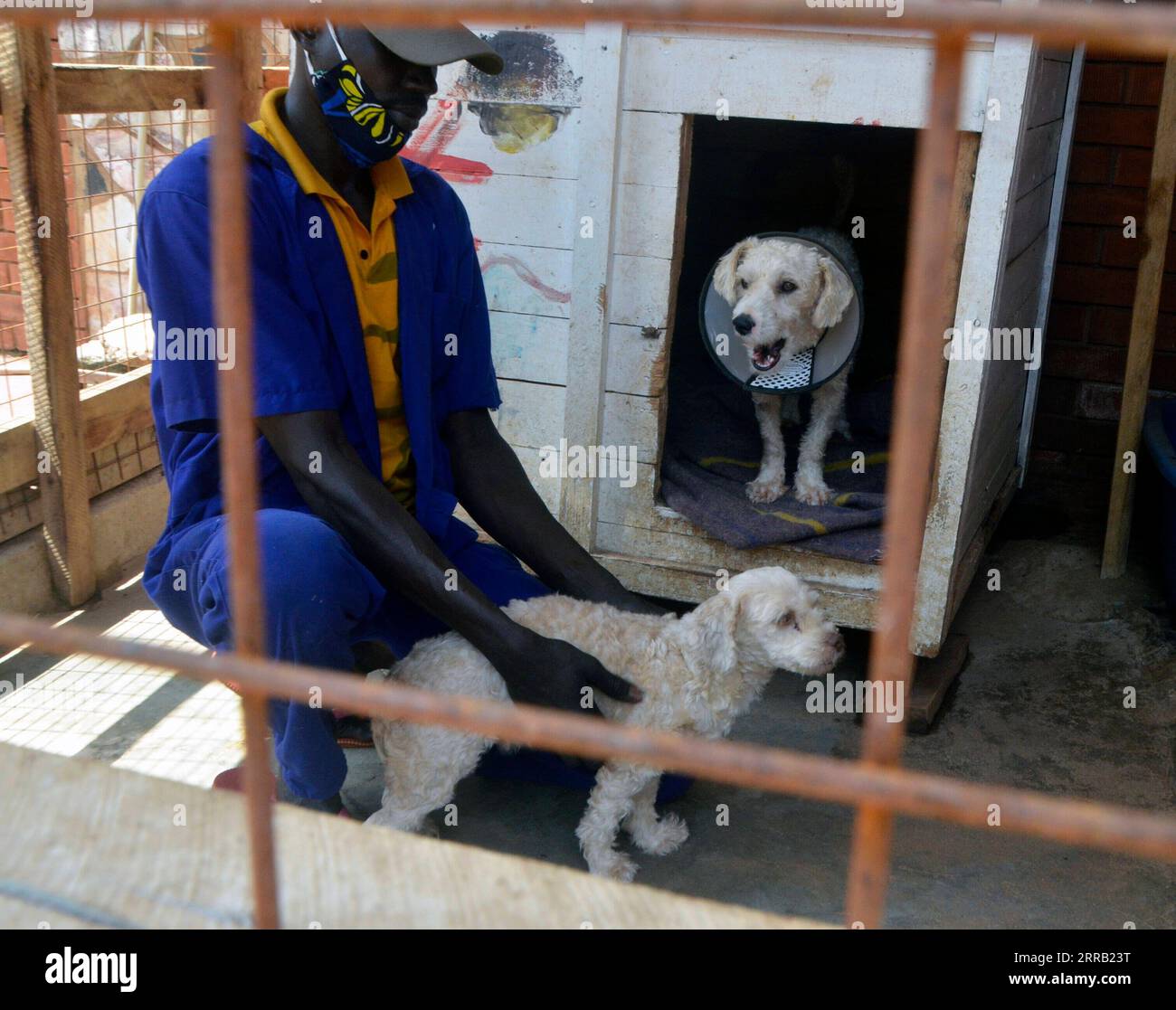 210826 -- KAMPALA, 26 août 2021 -- Un ouvrier se prépare à nourrir des chiots à Kampala, capitale de l'Ouganda, le 25 août 2021. À SUIVRE : un activiste ougandais continue de prendre soin des animaux abandonnés pendant la pandémie de COVID-19 photo par /Xinhua UGANDA-KAMPALA-JOURNÉE INTERNATIONALE DES CHIENS NicholasxKajoba PUBLICATIONxNOTxINxCHN Banque D'Images