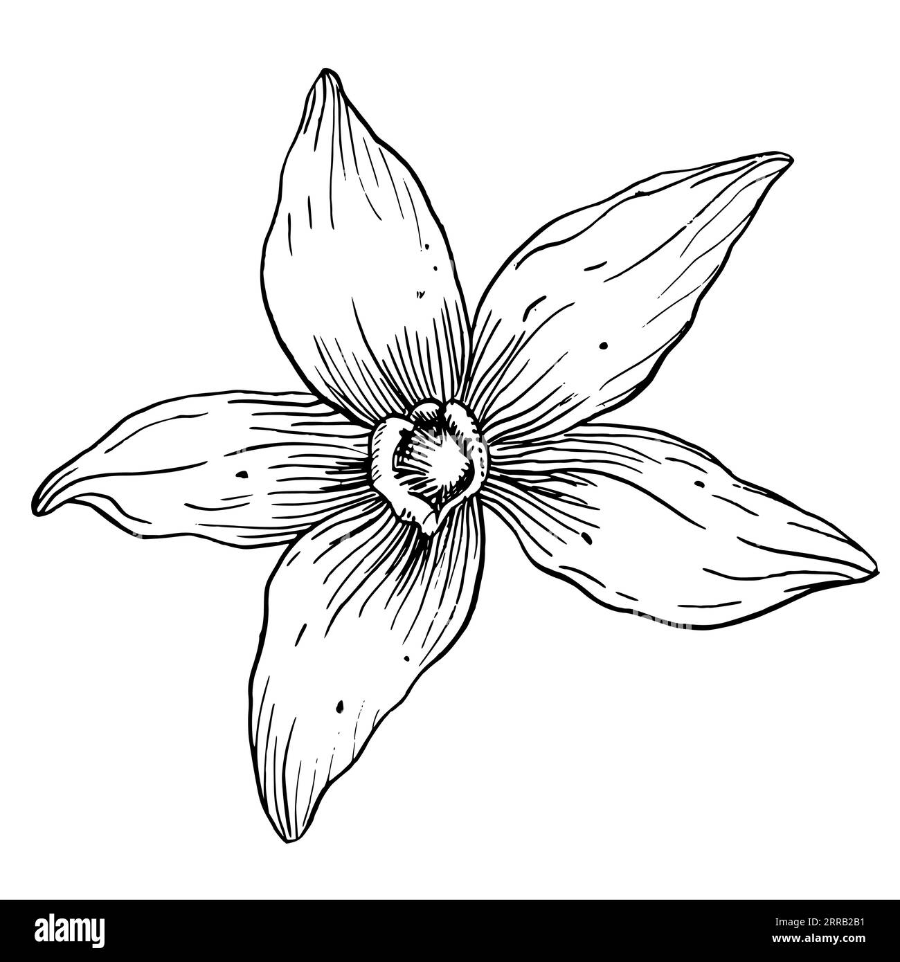Fleur de vanille. Illustration dessinée à la main de vecteur d'épice alimentaire à base de plantes sur fond isolé blanc. Dessin de contour d'orchidée en fleurs pour l'huile essentielle ou cosmétique naturelle. Gravure d'art au trait noir. Illustration de Vecteur