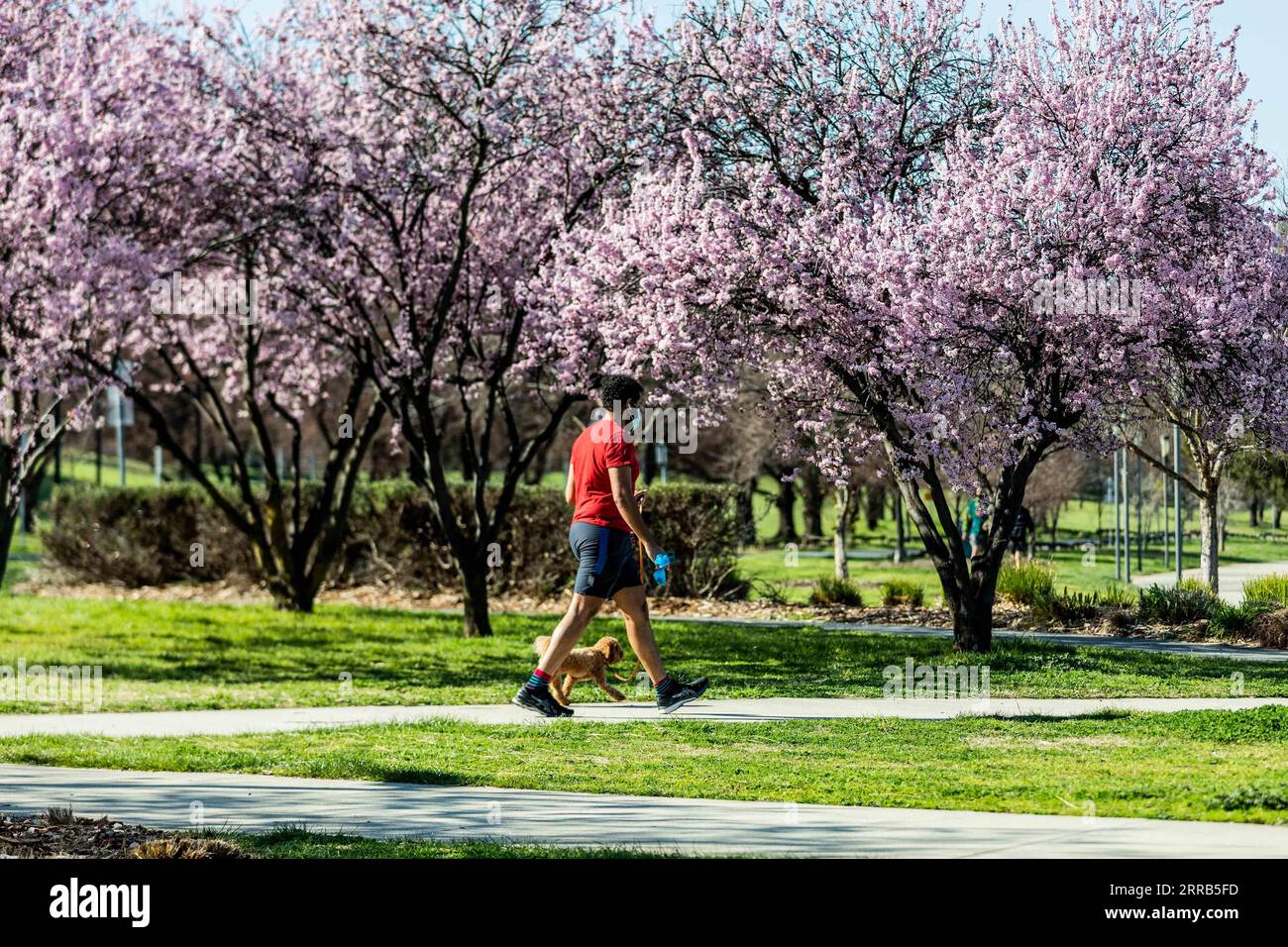 210902 -- CANBERRA, 2 septembre 2021 -- Un piéton promène son chien dans les cerisiers en fleurs près du lac Burley Griffin à Canberra, Australie, le 2 septembre 2021. L’Australie a signalé un autre nombre record de 1 477 nouveaux cas jeudi matin alors que le pays continuait de lutter contre la troisième vague d’infections à COVID-19. AUSTRALIE-CANBERRA-FLEURS DE PRINTEMPS-COVID-19 CONFINEMENT CHUXCHEN PUBLICATIONXNOTXINXCHN Banque D'Images