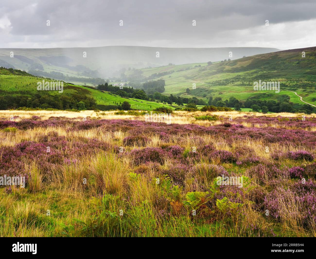 Heather en fleurs en été près de SCAR House Nidderdale AONB North Yorkshire Angleterre Banque D'Images