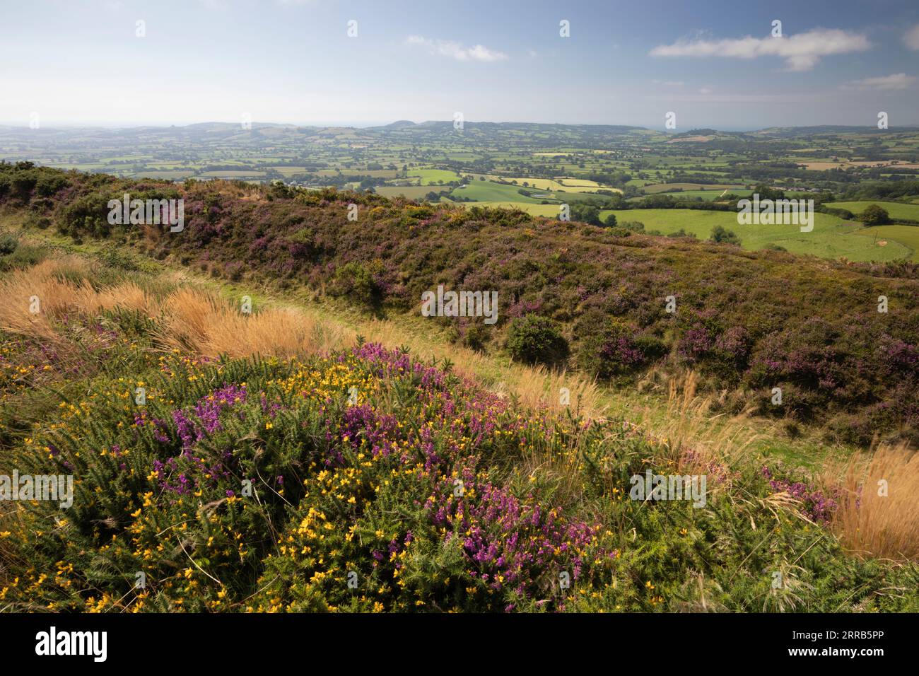 Vue de Pilsdon Pen Hill, near Beaminster, Dorset, Angleterre, Royaume-Uni, Europe Banque D'Images