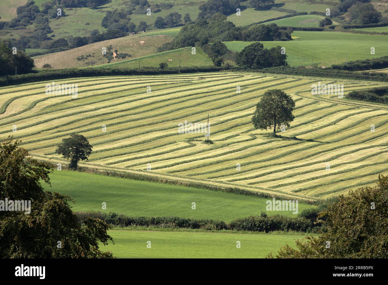 Lignes d'herbe coupée dans le champ vu de Pilsdon Pen Hill, Beaminster, Dorset, Angleterre, Royaume-Uni, Europe Banque D'Images