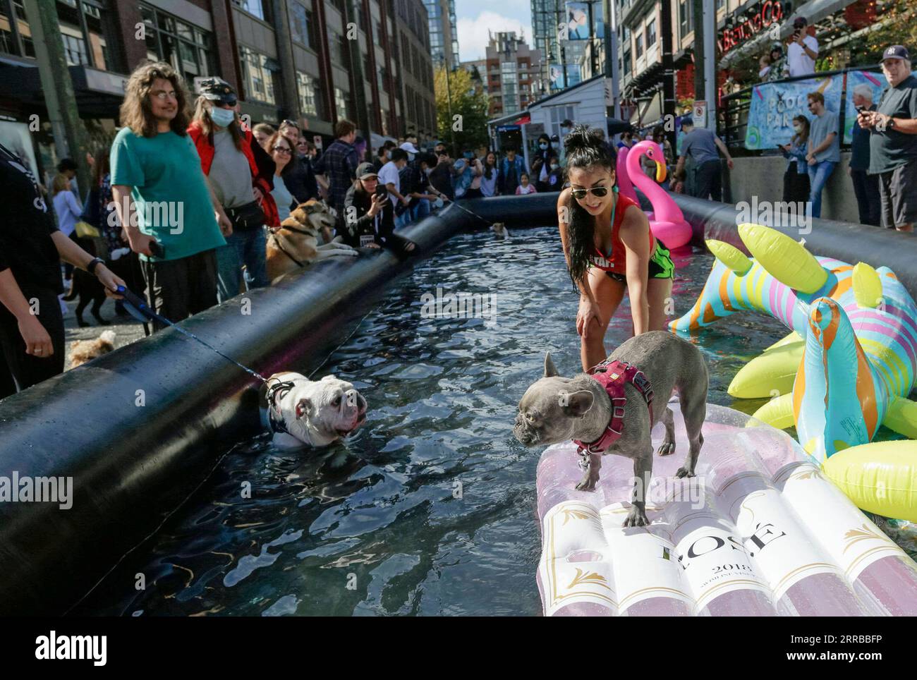 210912 -- VANCOUVER, le 12 septembre 2021 -- les chiens profitent de l'eau dans une piscine lors de l'événement PET-A-Palooza à Vancouver, Canada, le 12 septembre 2021. L’événement annuel pour animaux de compagnie est revenu cette année après avoir été annulé en 2020 en raison de la pandémie COVID-19, qui a amené plus d’un millier de propriétaires de chiens à participer et à partager la joie avec leurs animaux de compagnie à travers diverses activités. Photo de /Xinhua CANADA-VANCOUVER-PET-EVENT LiangxSen PUBLICATIONxNOTxINxCHN Banque D'Images