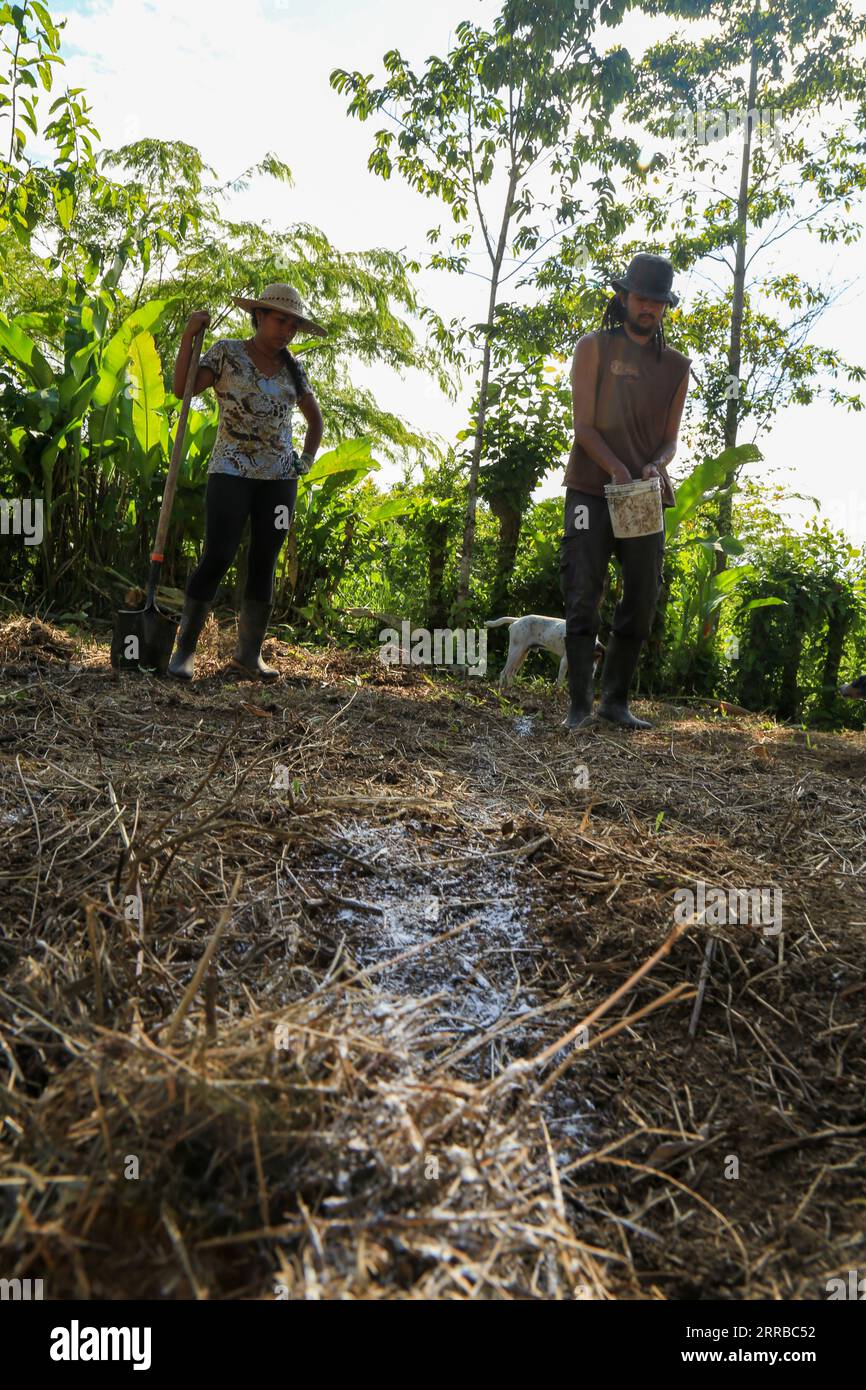 Ouvrier agricole préparant le champ pour une production végétale biologique Banque D'Images