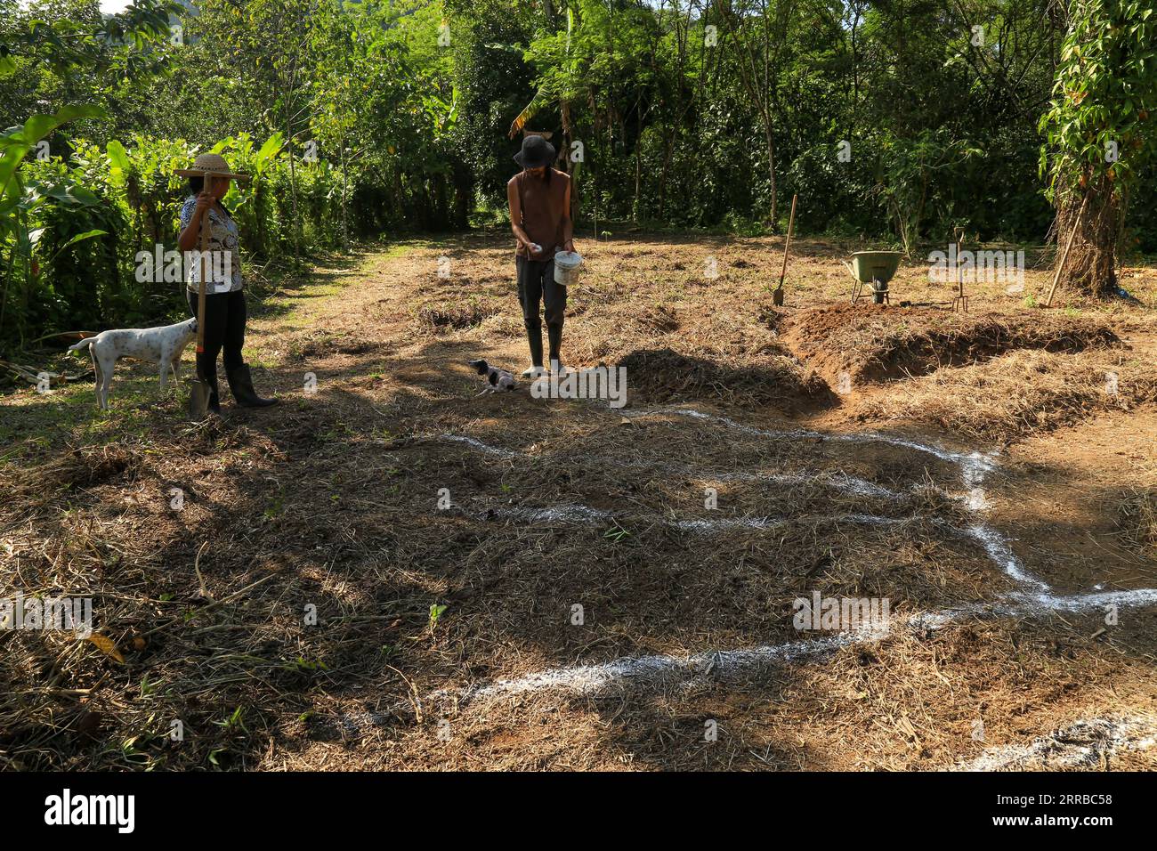 Ouvrier agricole préparant le champ pour une production végétale biologique Banque D'Images
