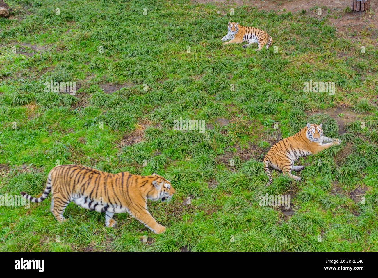 210916 -- HAILIN, 16 septembre 2021 -- une photo aérienne prise le 15 septembre 2021 montre des tigres de Sibérie au ralenti sur la pelouse d'un parc forestier sous le centre d'élevage de félins chinois Hengdaohezi dans la province du Heilongjiang, au nord-est de la Chine. CHINE-HEILONGJIANG-TIGRES SIBÉRIENS CN XiexJianfei PUBLICATIONxNOTxINxCHN Banque D'Images