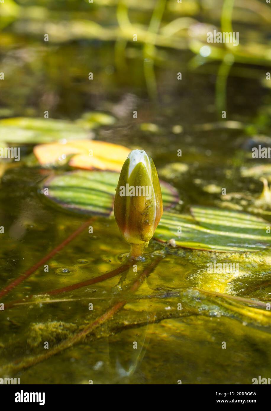 Bourgeon de fleur de nénuphars d'eau blanche sortant de la surface de l'eau dans un étang. Banque D'Images
