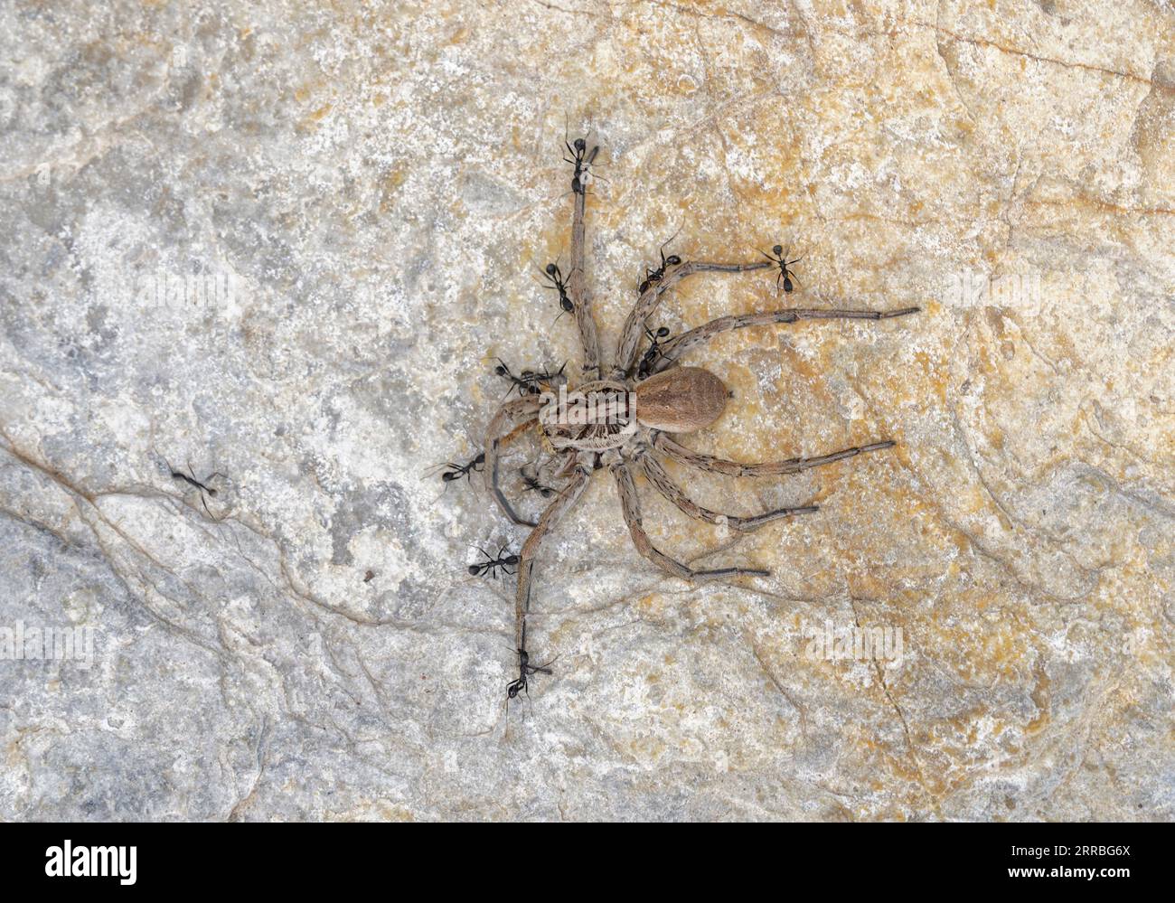 Fourmis noires traînant une araignée loup morte vers leur nid. Banque D'Images