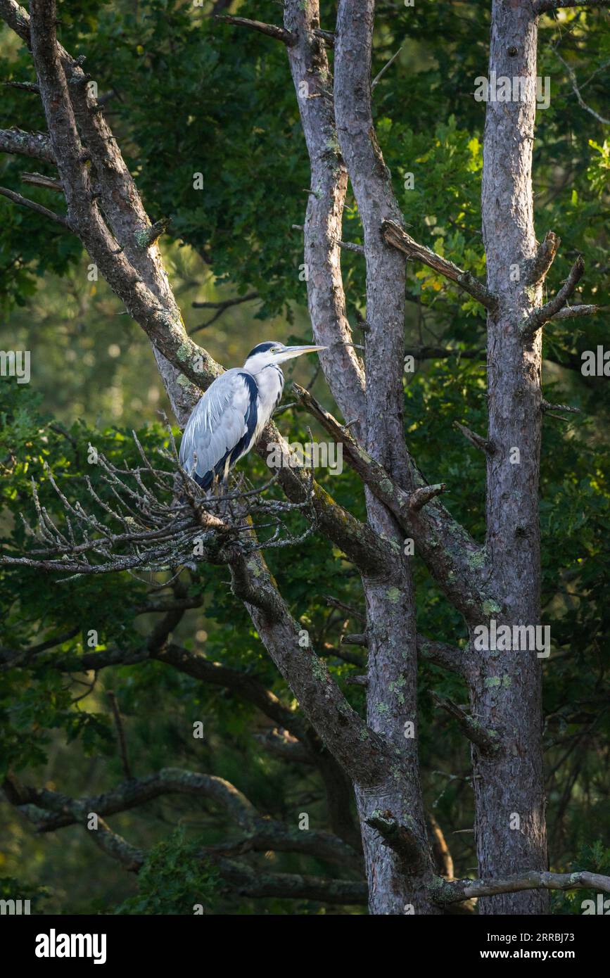 Un héron gris (Ardea cinerea) perché dans un pin écossais Banque D'Images