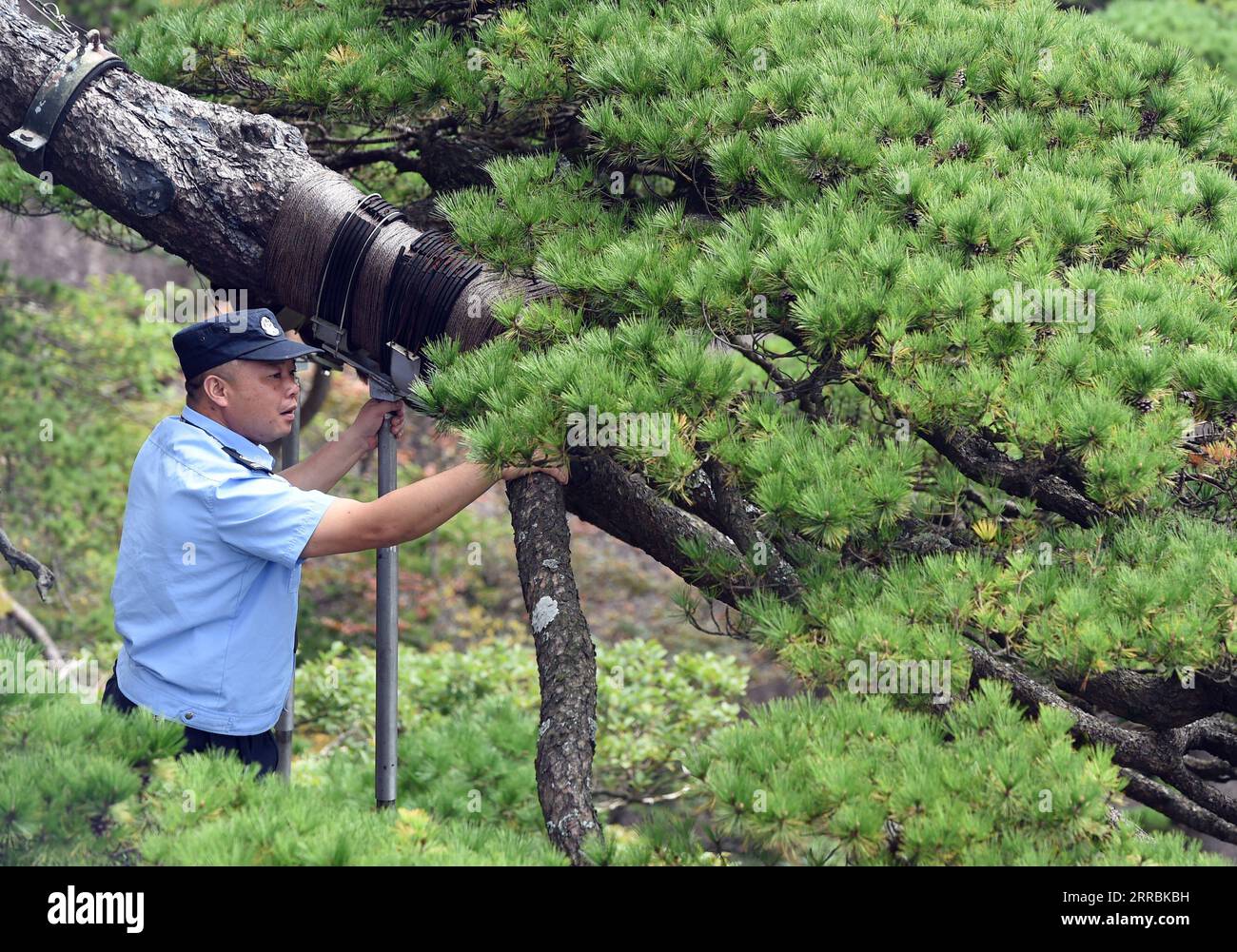 210927 -- HEFEI, 27 septembre 2021 -- Hu Xiaochun vérifie les poteaux de soutien du PIN de Greeting dans la région pittoresque de la montagne Huangshan dans la province d'Anhui de l'est de la Chine, le 26 septembre 2021. Huangshan Mountain, l'un des sites les plus célèbres de Chine, est un site du patrimoine mondial de l'UNESCO dans la province de l'Anhui de l'est de la Chine et un géoparc mondial. Welting Pine est un point de repère célèbre dans la montagne Huangshan. L'arbre, qui pousse hors des rochers avec une longue branche s'étendant au-dessus de l'embouchure d'une grotte, a obtenu le nom principalement parce qu'il semble saluer quiconque arrive sur les lieux. On pense qu'il se situe entre 800 et 50 Banque D'Images