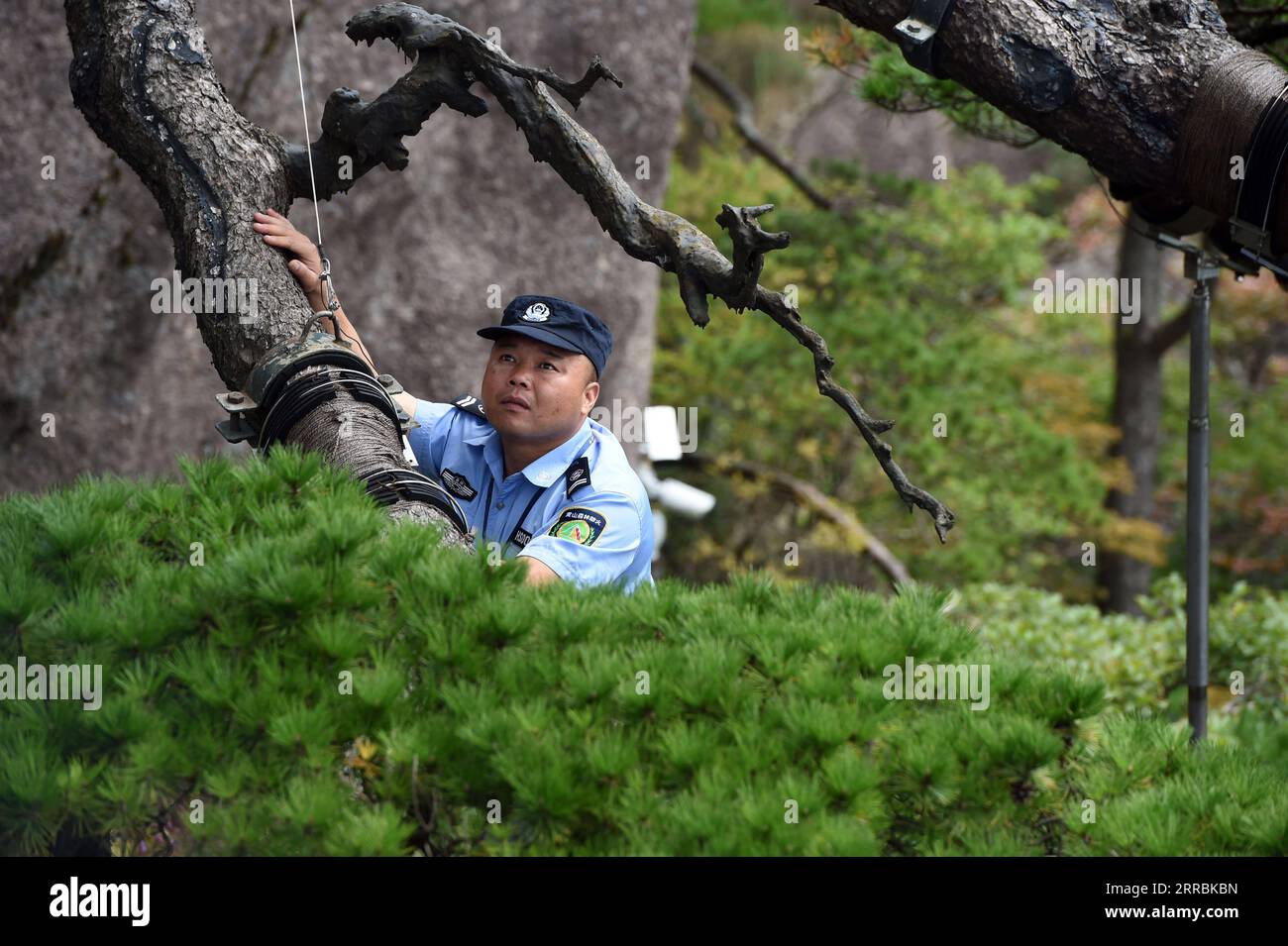 210927 -- HEFEI, 27 septembre 2021 -- Hu Xiaochun vérifie les poteaux de soutien du PIN de Greeting dans la région pittoresque de la montagne Huangshan dans la province d'Anhui de l'est de la Chine, le 26 septembre 2021. Huangshan Mountain, l'un des sites les plus célèbres de Chine, est un site du patrimoine mondial de l'UNESCO dans la province de l'Anhui de l'est de la Chine et un géoparc mondial. Welting Pine est un point de repère célèbre dans la montagne Huangshan. L'arbre, qui pousse hors des rochers avec une longue branche s'étendant au-dessus de l'embouchure d'une grotte, a obtenu le nom principalement parce qu'il semble saluer quiconque arrive sur les lieux. On pense qu'il se situe entre 800 et 50 Banque D'Images