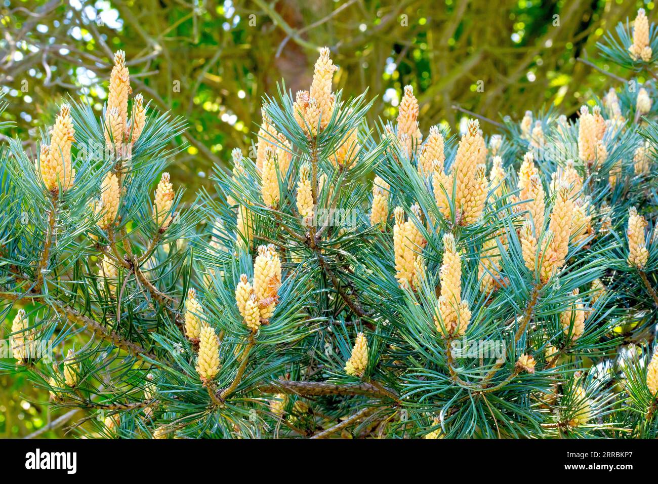 Pin sylvestre (pinus sylvestris), gros plan d'une branche de l'arbre commun couvert d'épis de fleurs mâles. Banque D'Images