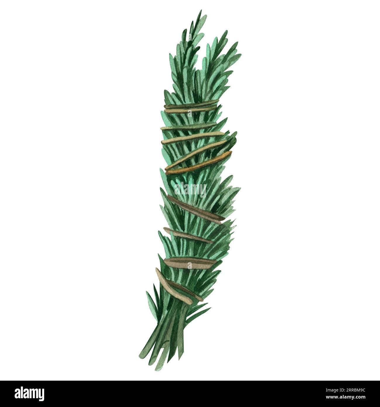 illustration à l'aquarelle d'un bouquet de romarin peint en vert sur fond blanc. Convient pour l'impression sur tissu, papier, pour la conception de menus et Banque D'Images